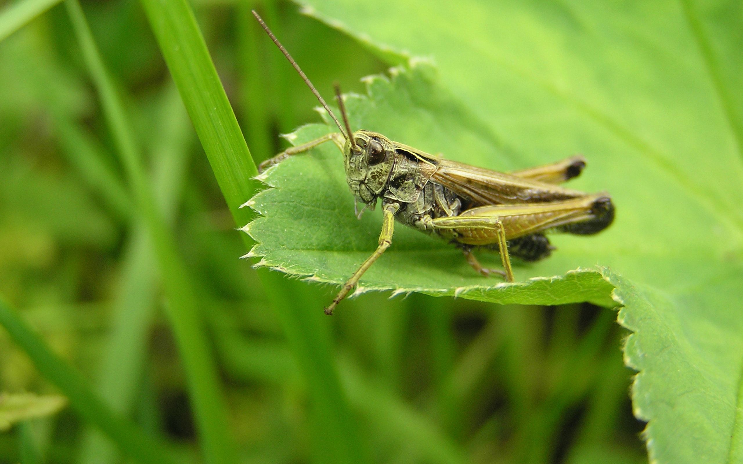 Best Grasshopper mobile Picture