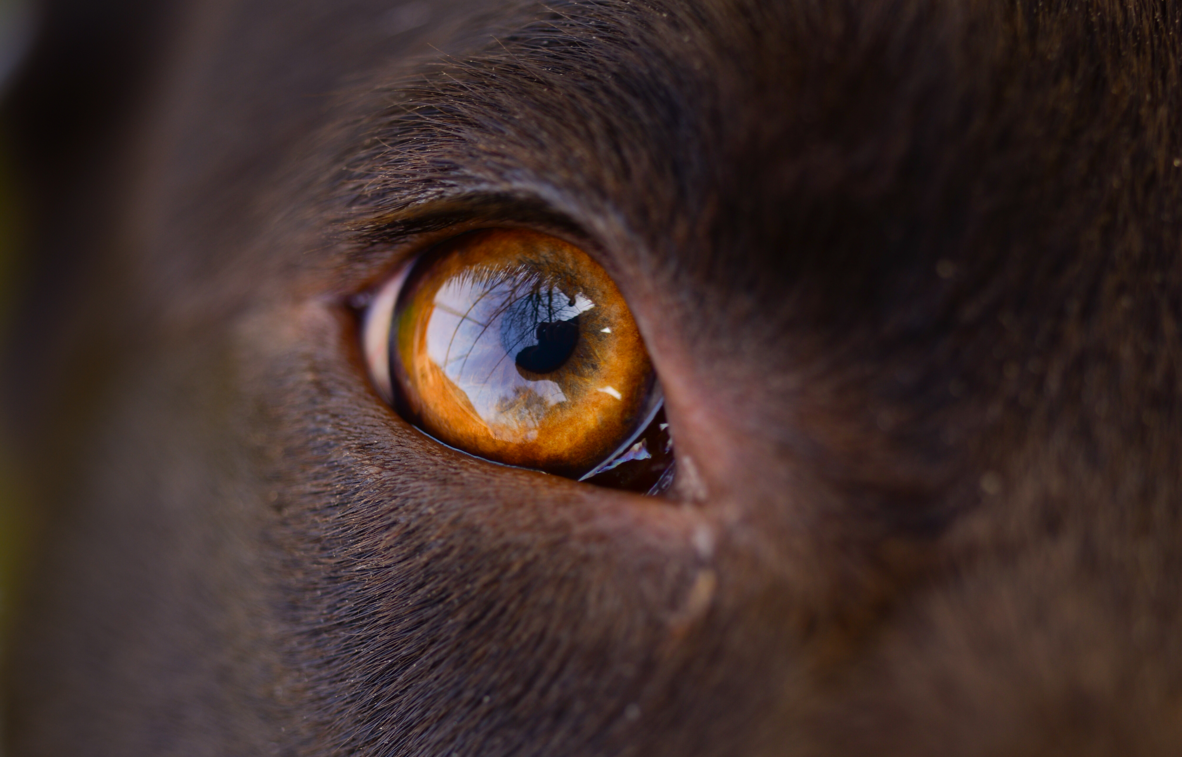 Laden Sie das Auge, Reflexion, Makro, Hund-Bild kostenlos auf Ihren PC-Desktop herunter