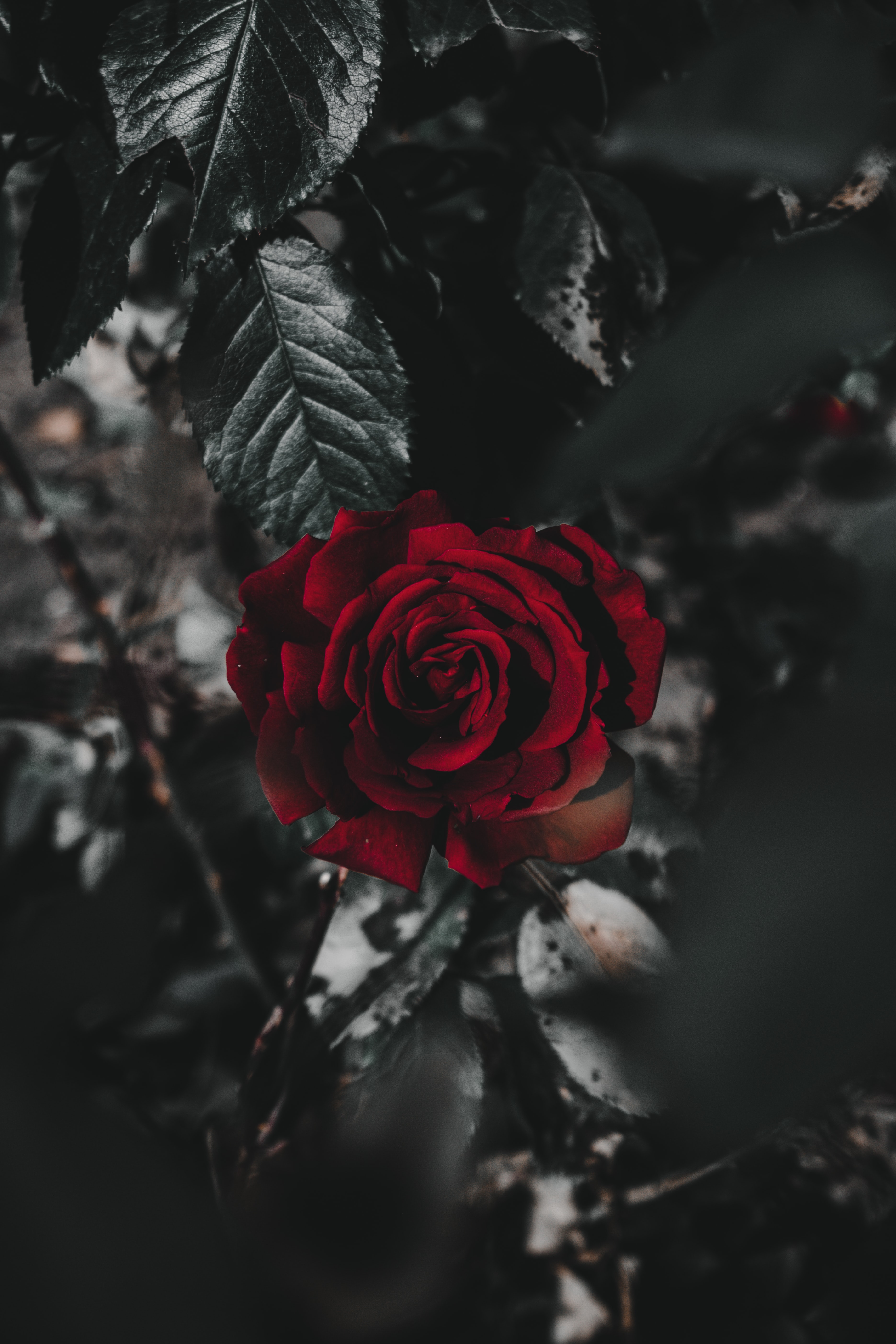 flower, rose flower, flowers, red, plant, rose, close up 32K
