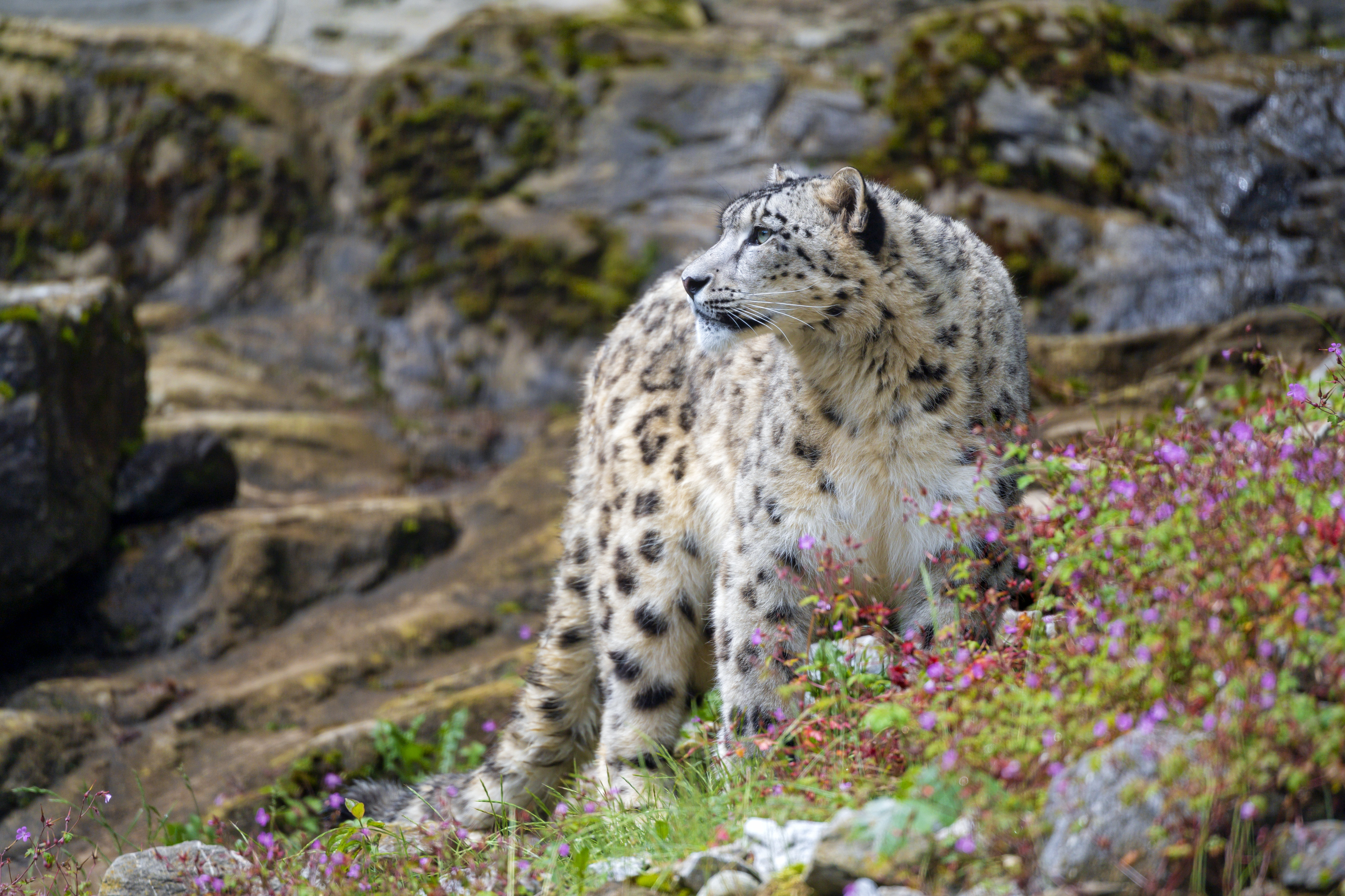 144306 baixar imagens predador, animais, flores, snow leopard, as rochas, rochas, predator, gato grande - papéis de parede e protetores de tela gratuitamente