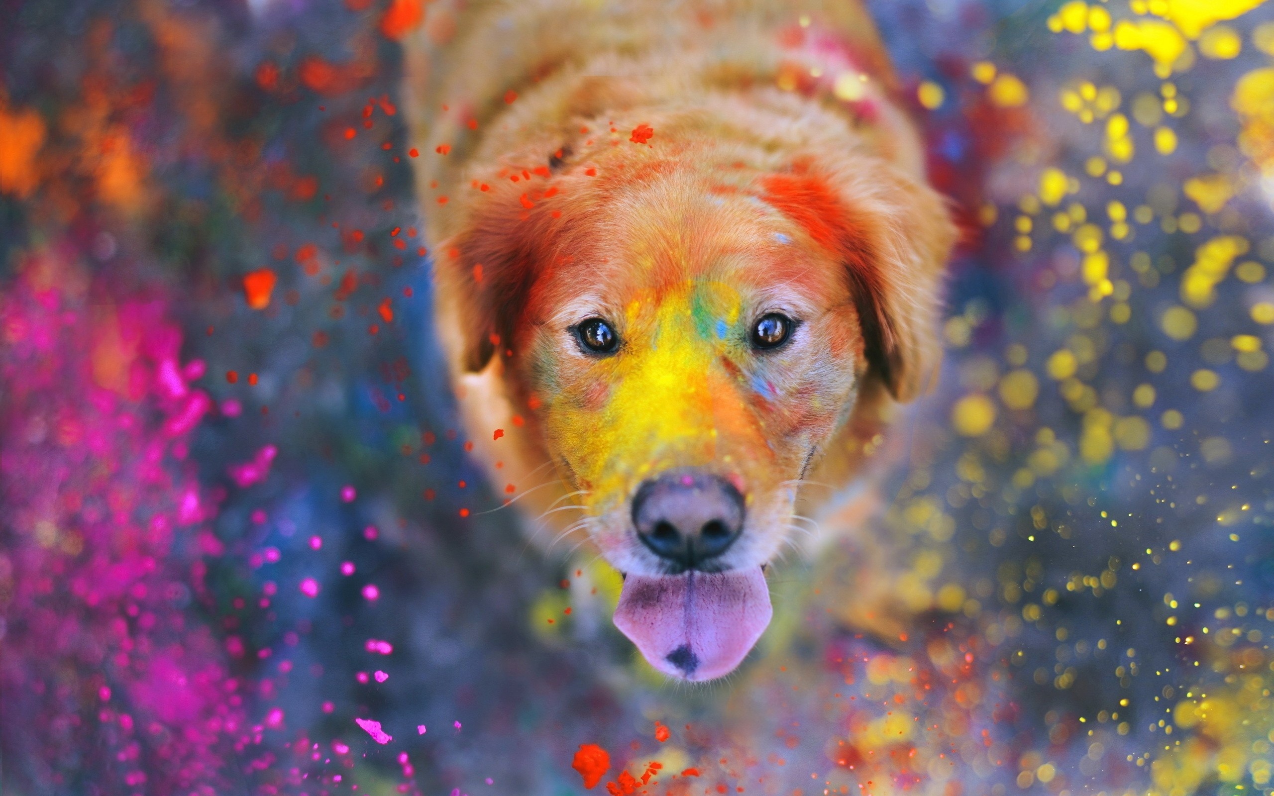 holi, golden retriever, holiday, colors, dog
