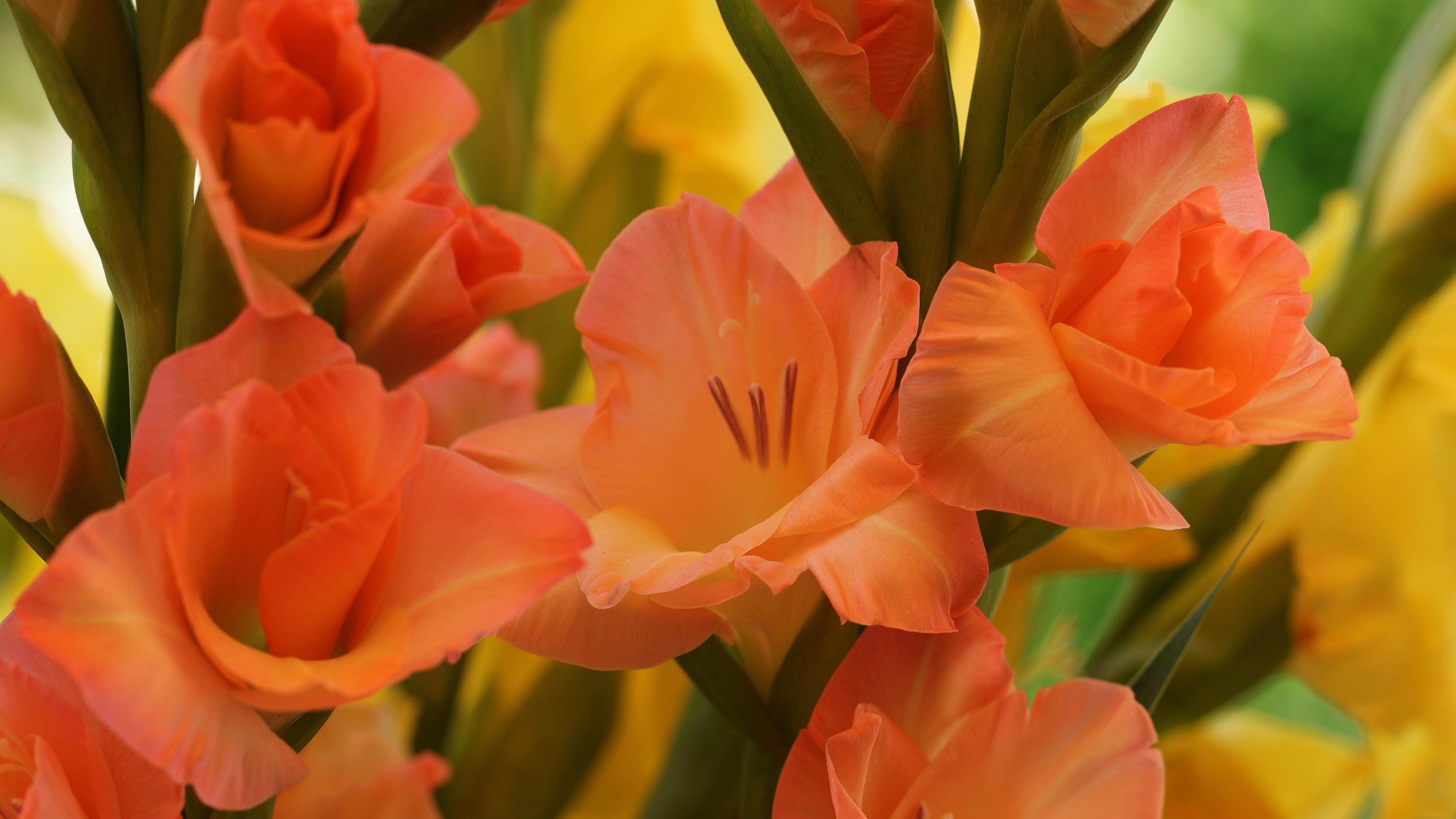 earth, gladiolus, flowers iphone wallpaper