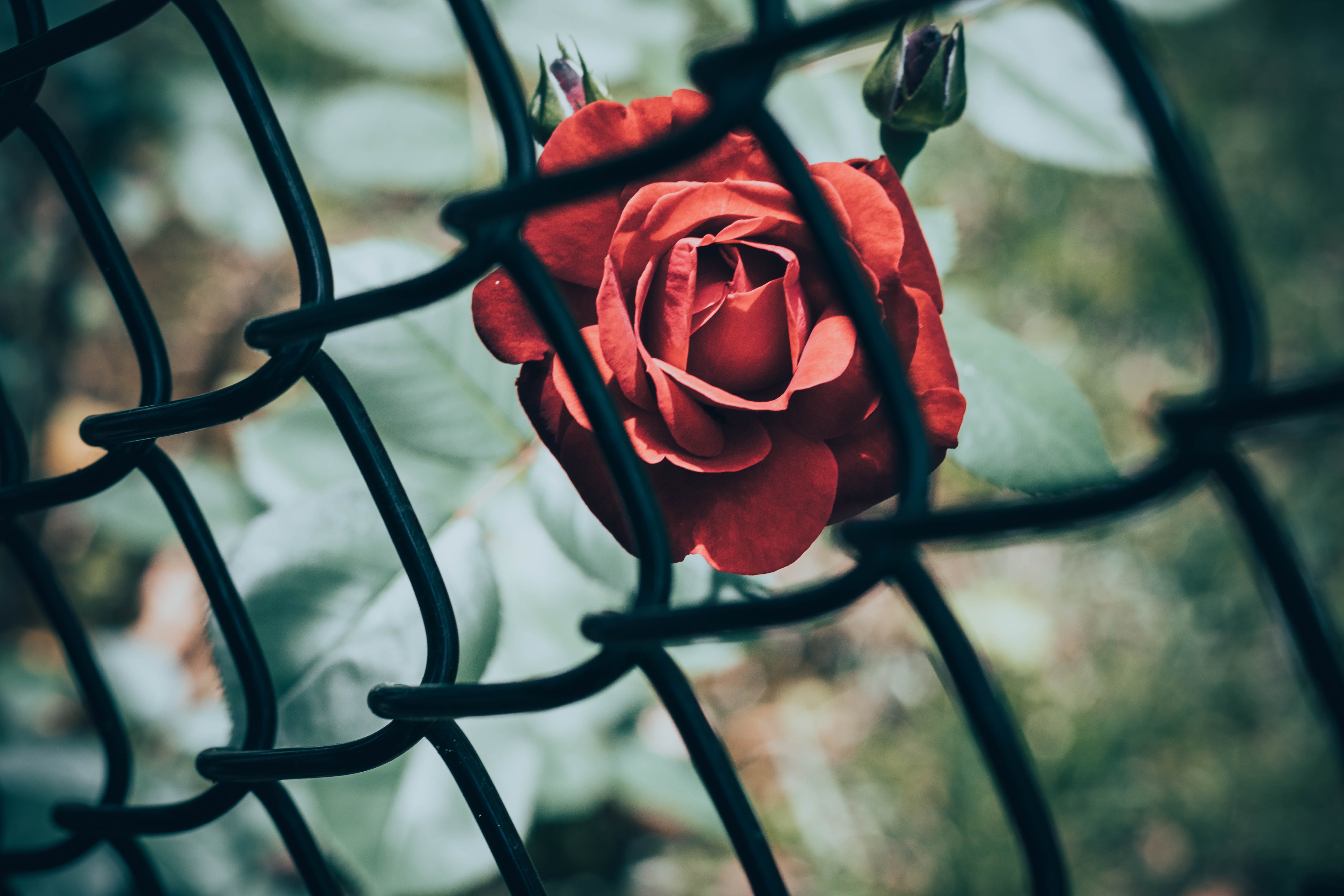 Laden Sie das Gitter, Blume, Rose, Raster, Blumen-Bild kostenlos auf Ihren PC-Desktop herunter