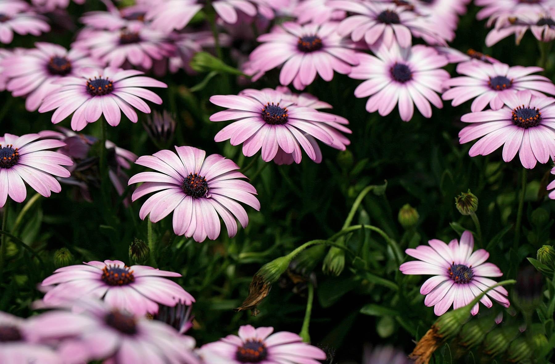 Download mobile wallpaper Dimorfoteka, Dimorphotheque, Flower Bed, Flowerbed, Smooth, Flowers, Blur for free.