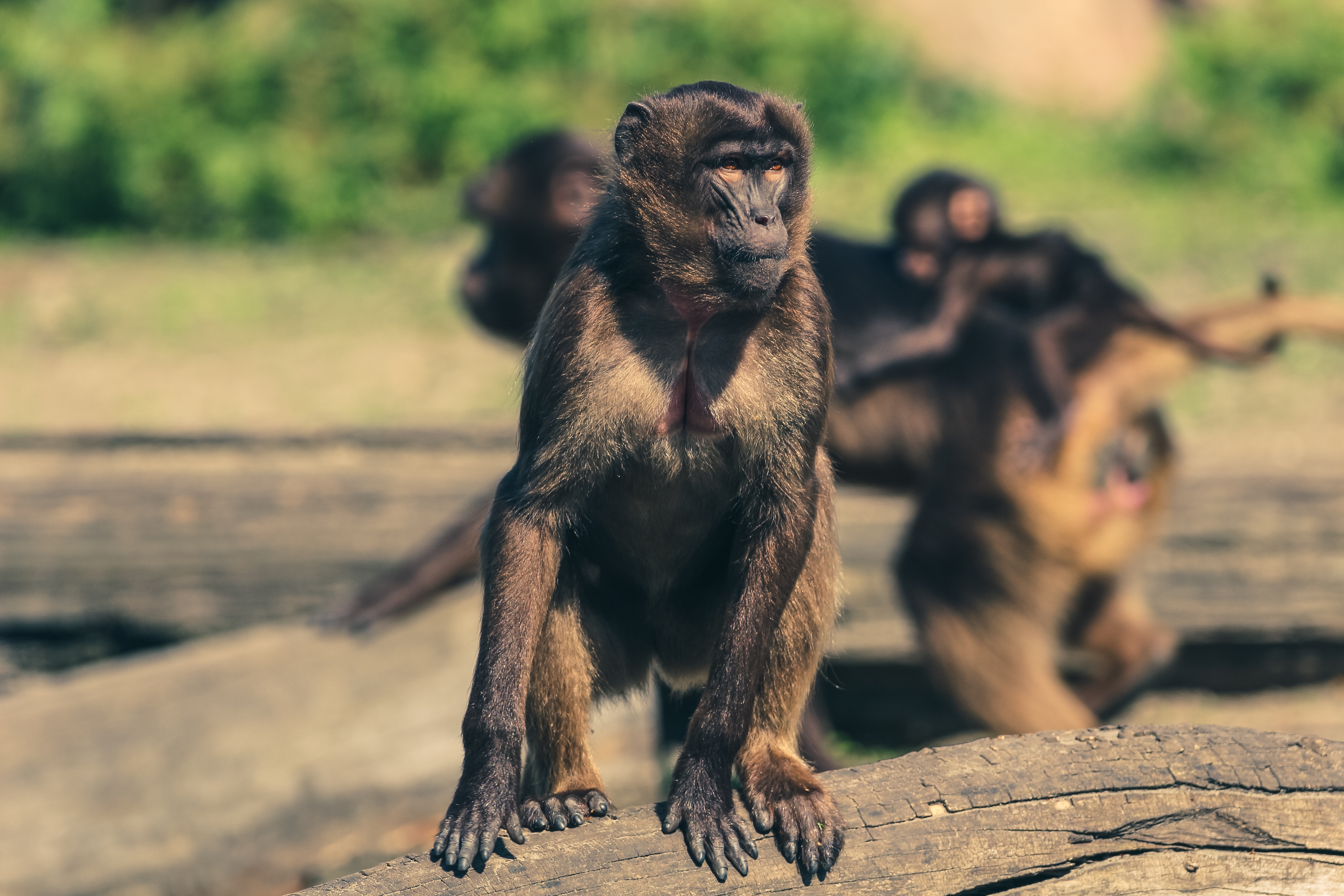 Laden Sie das Ein Affe, Marmoset, Zoo, Tiere, Affe-Bild kostenlos auf Ihren PC-Desktop herunter