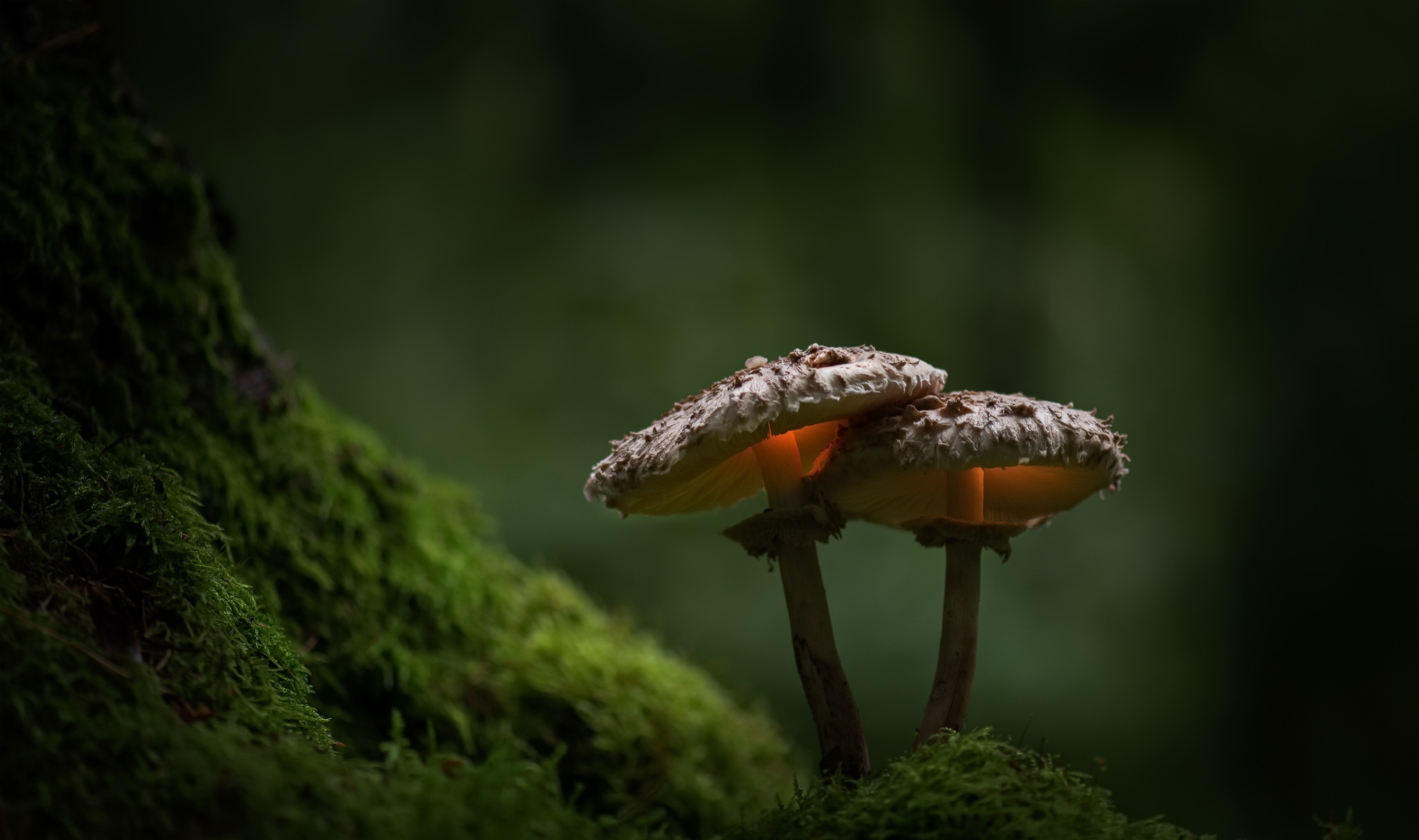 Макросъемка грибов