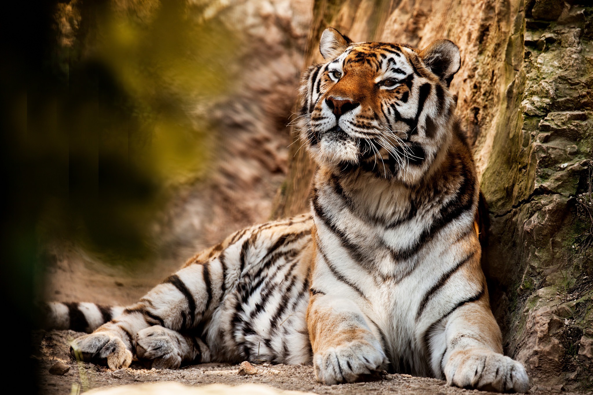 Очень красивый тигр