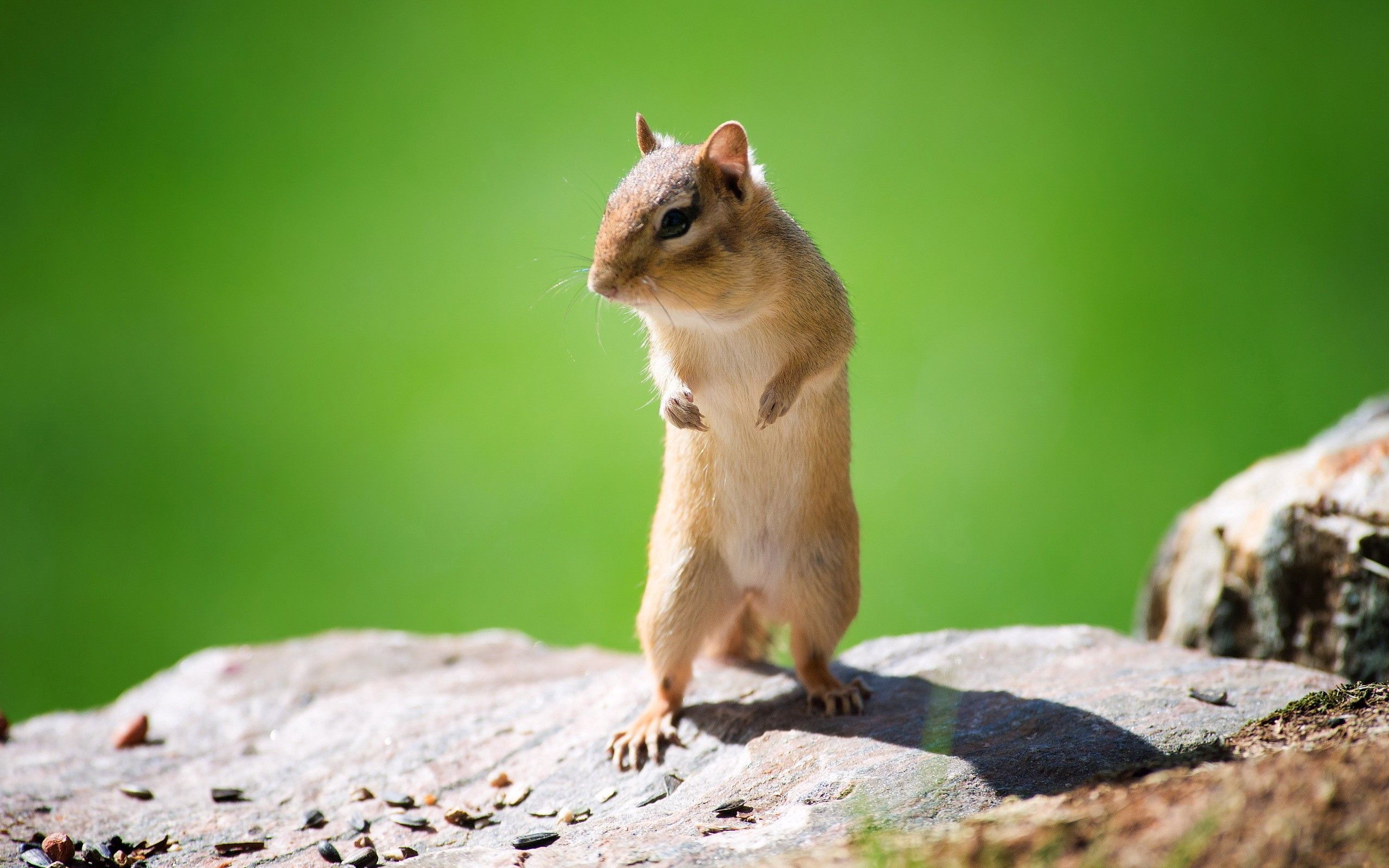 Download mobile wallpaper Stone, Rock, Animal, Squirrel, Animals for free.