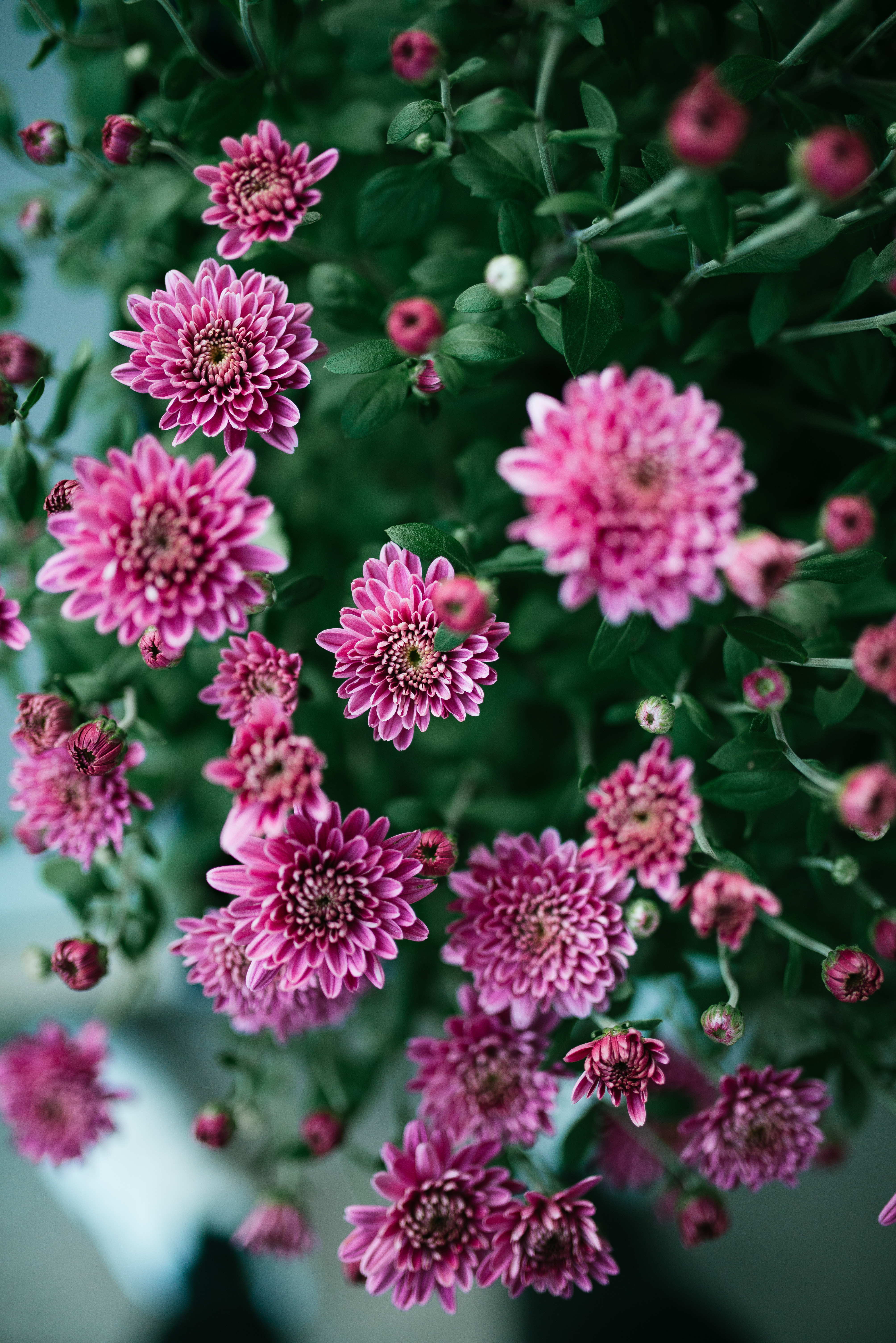flowers, bush, petals, bloom, flowering HD for desktop 1080p