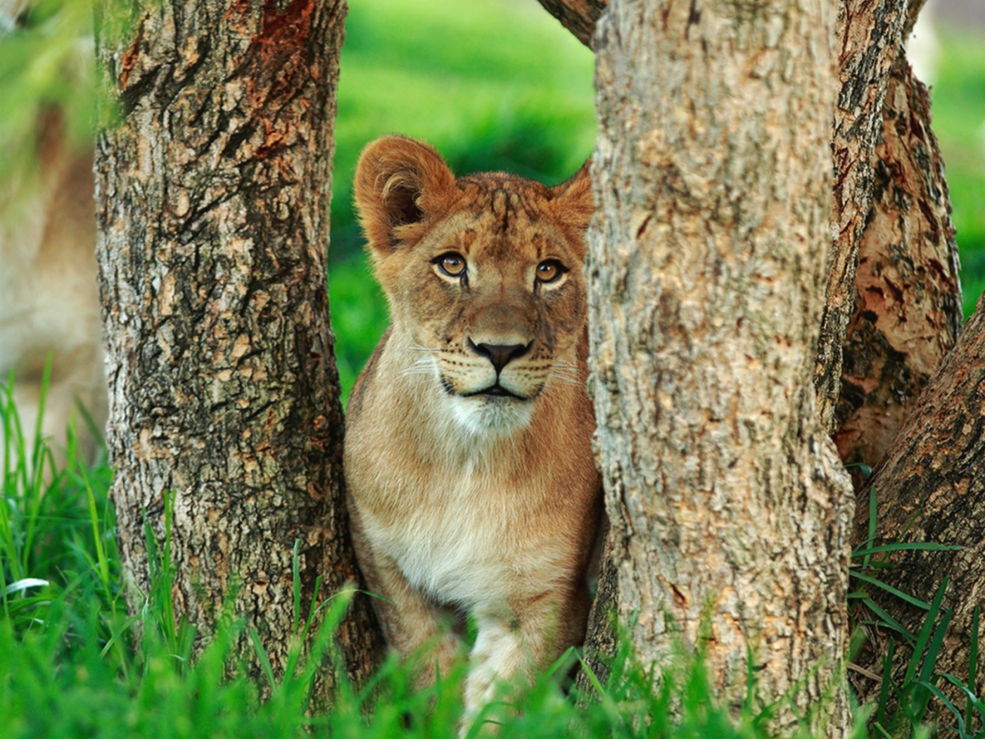 Download background animals, lions