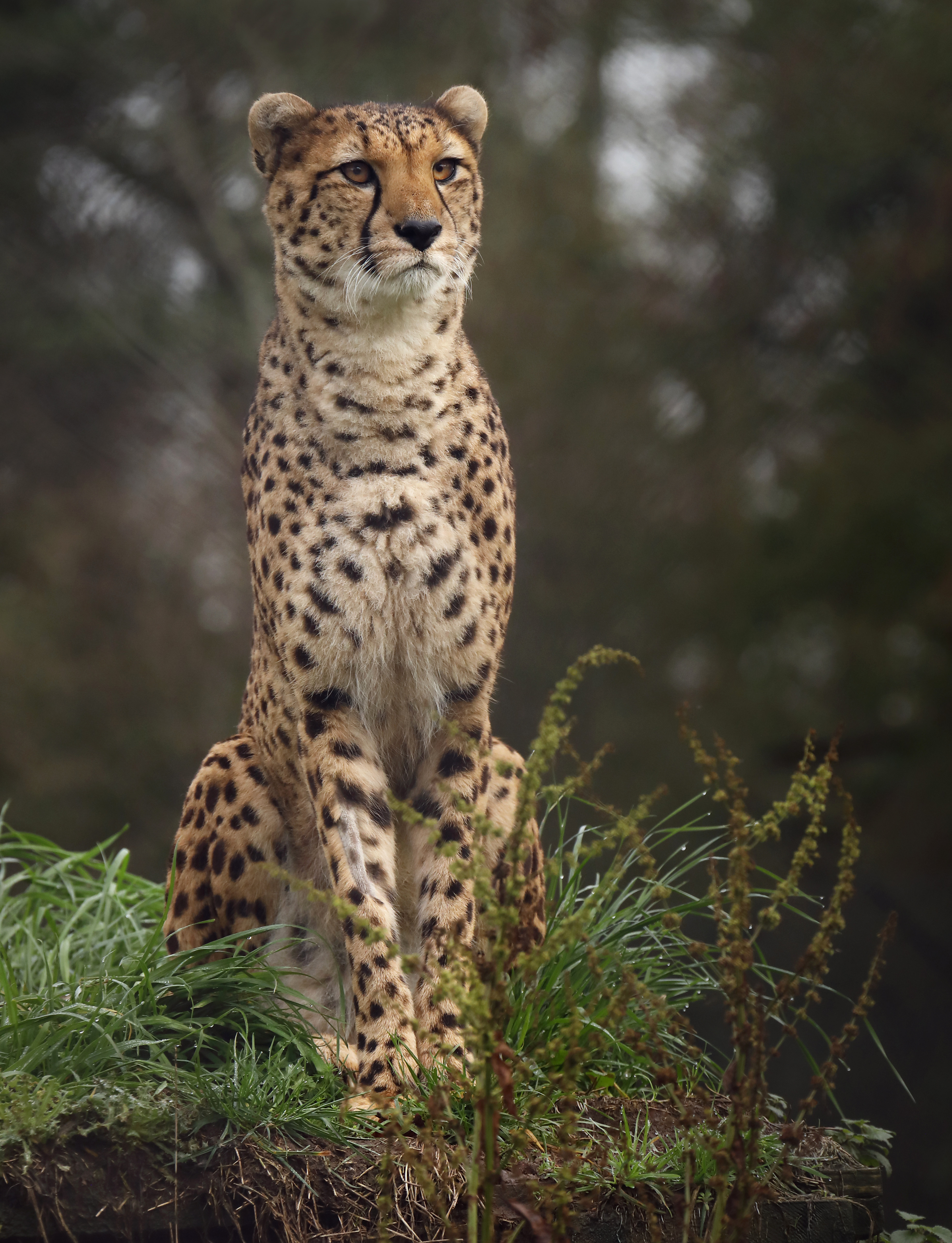 cheetah, animals, grass, spotted, spotty, big cat Smartphone Background