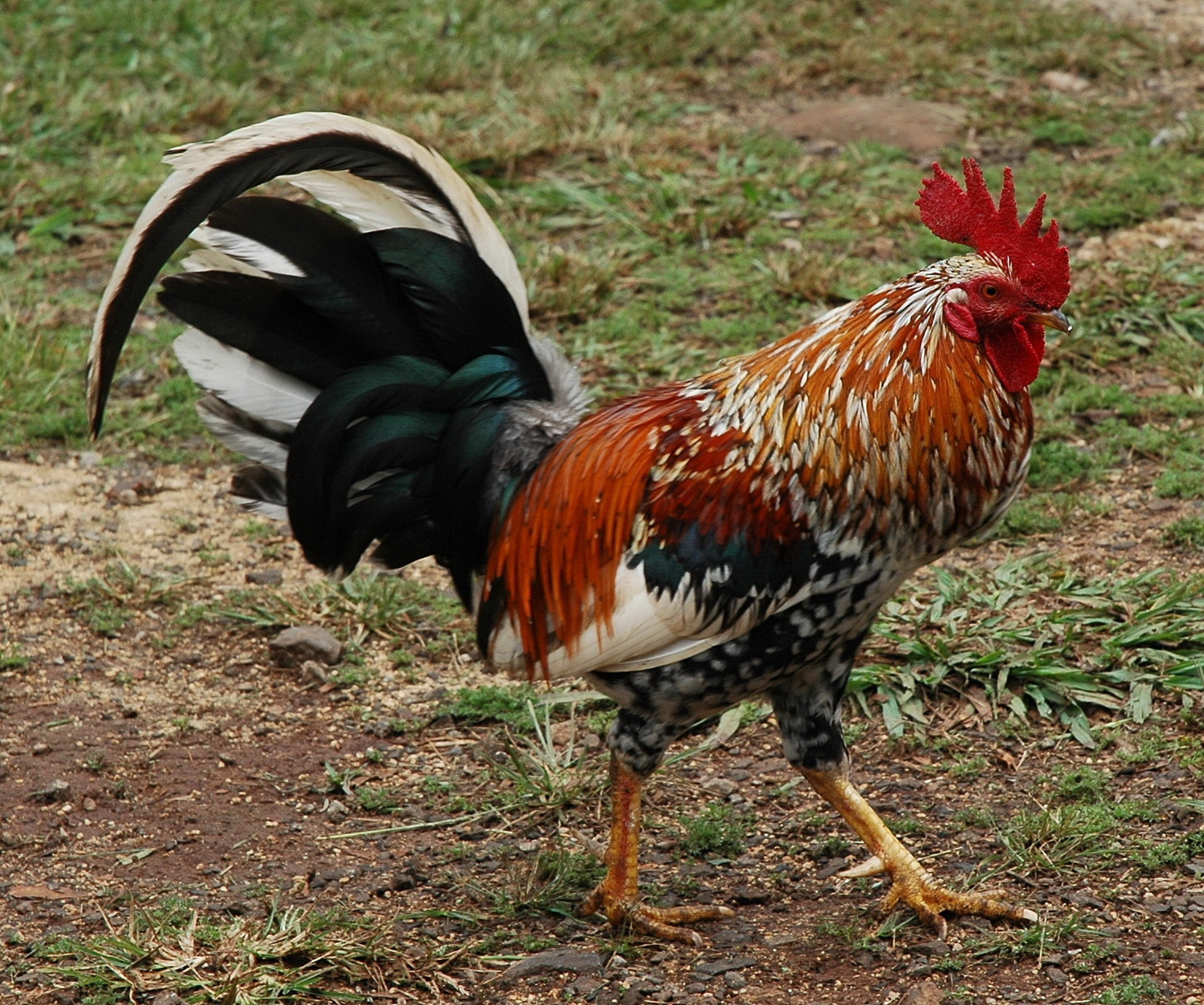 animal, rooster, birds UHD