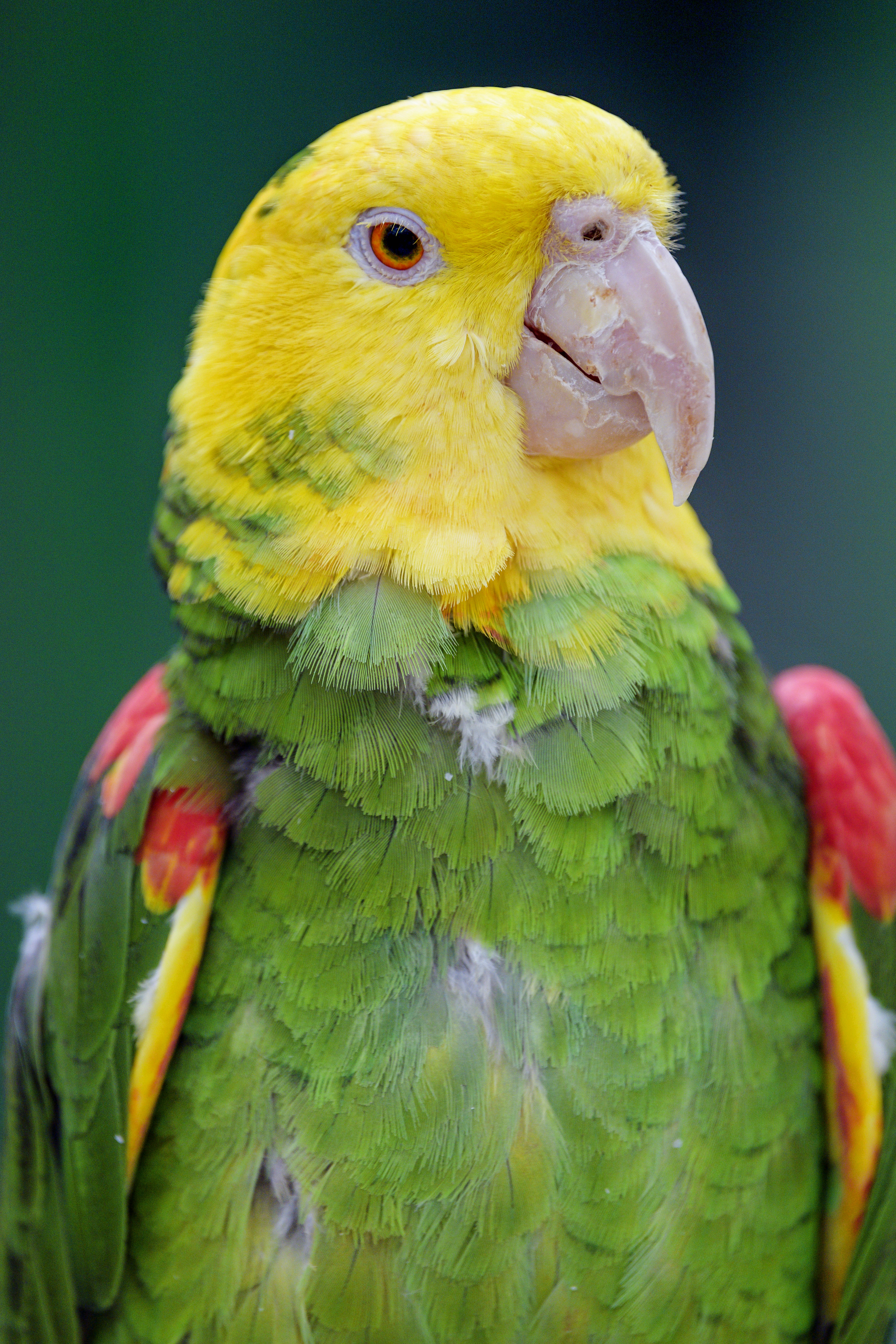 HD wallpaper bright, bird, parrots, animals, yellow headed parrot