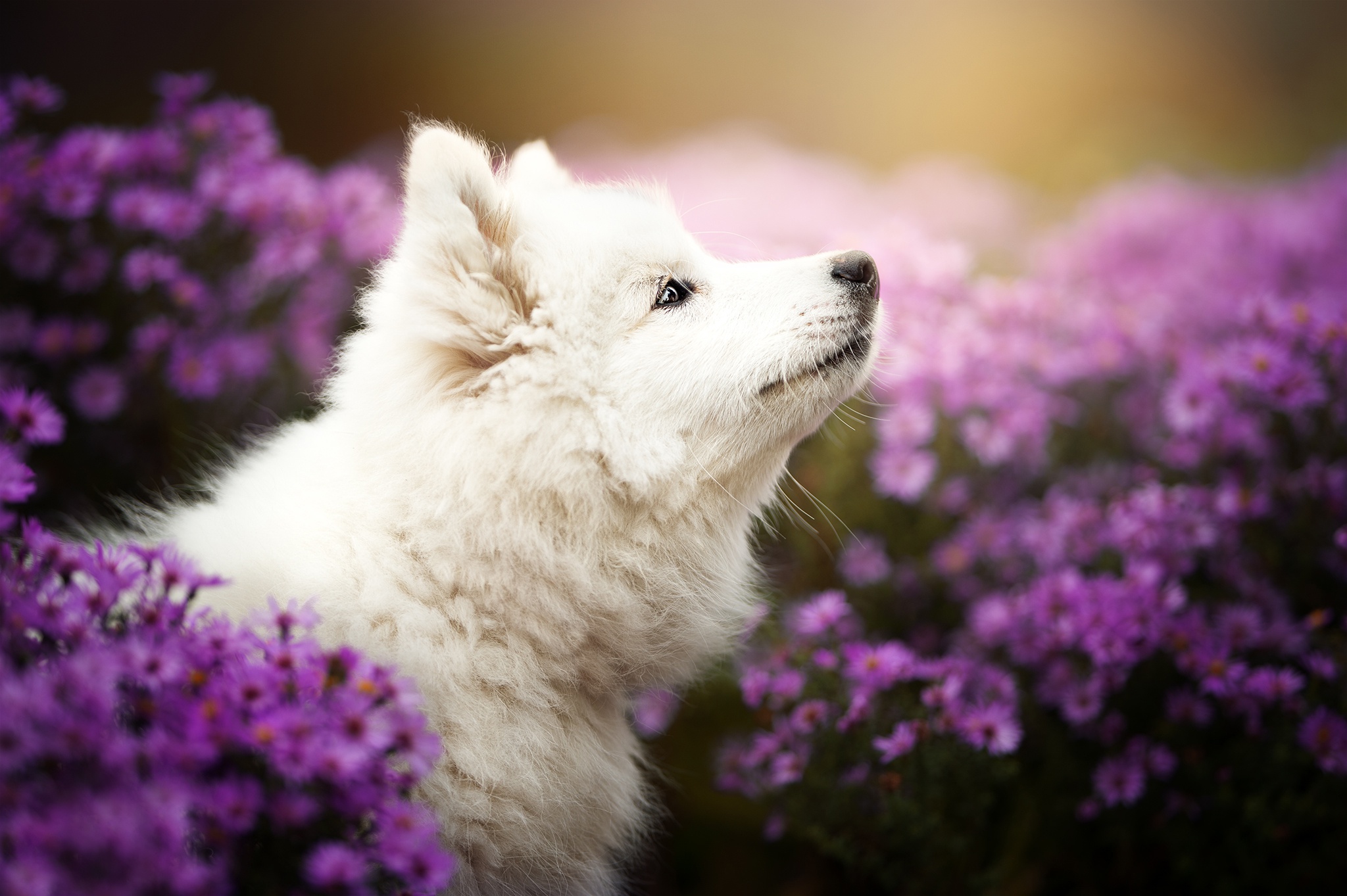 423366 скачать картинку фиолетовый цветок, самоед, животные, детеныш животного, глубина резкости, собака, щенок, собаки - обои и заставки бесплатно