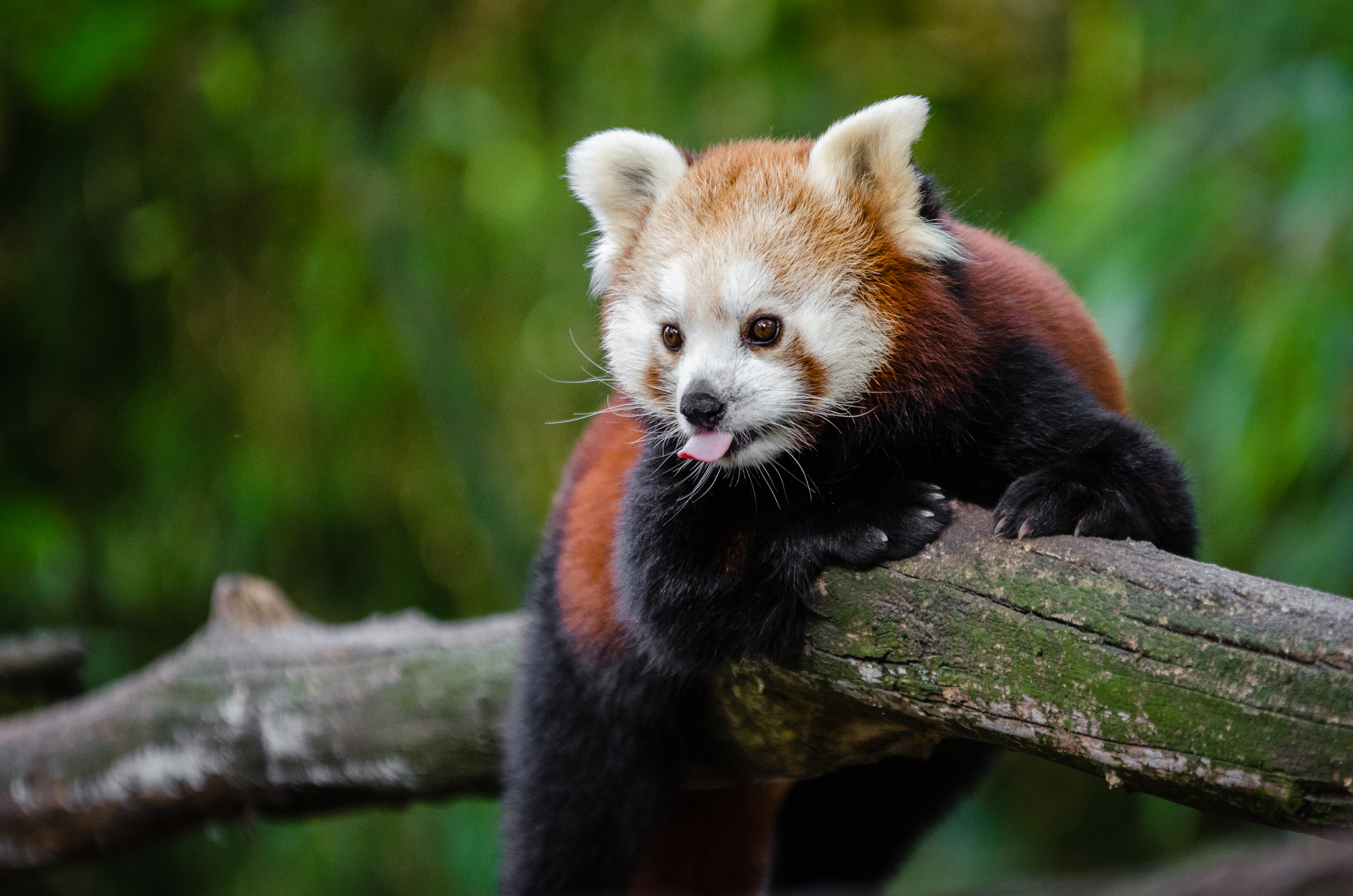 133911 Hintergrundbild herunterladen tiere, cool, panda, sprache, zunge, roter panda - Bildschirmschoner und Bilder kostenlos