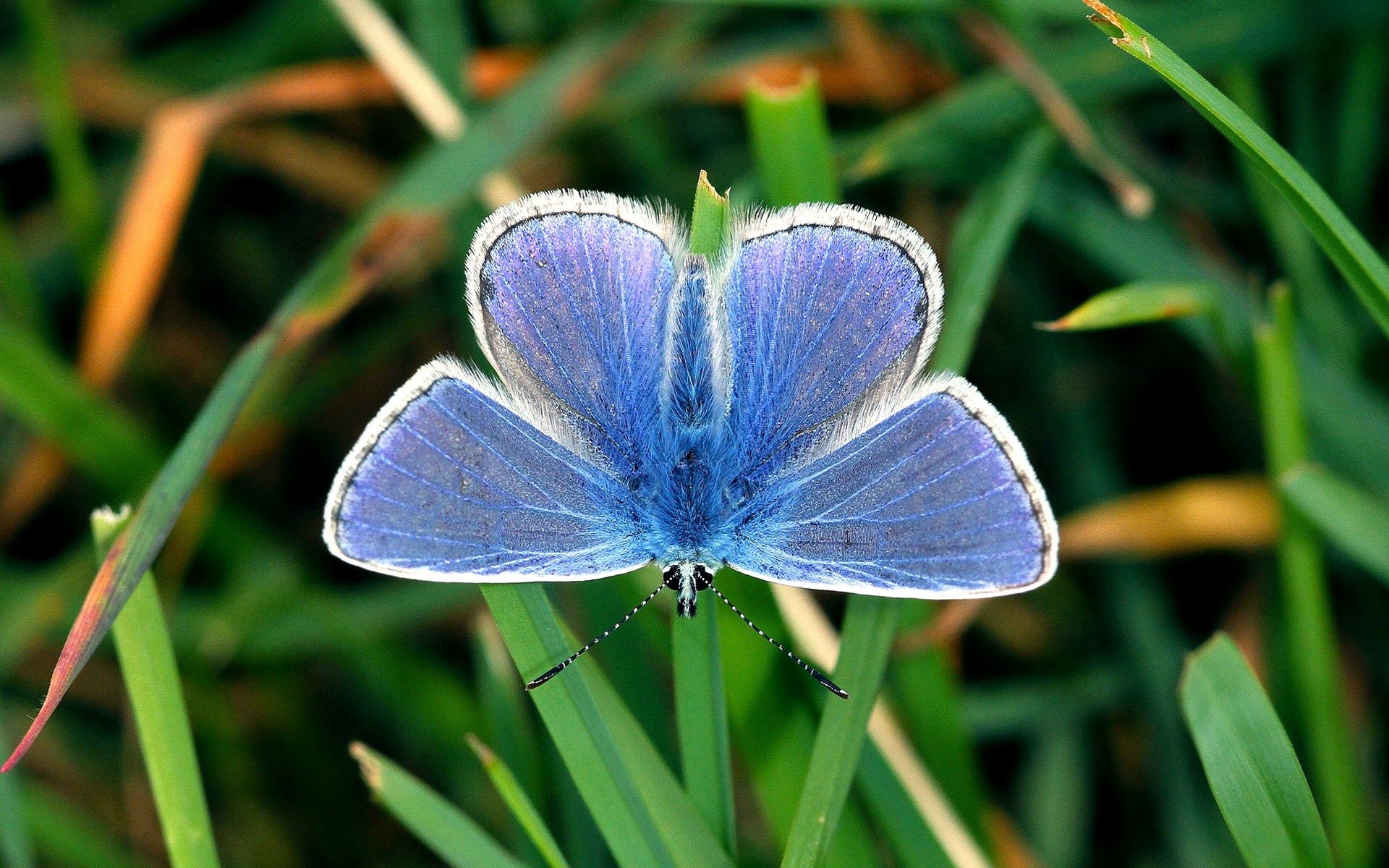 124668 baixar papel de parede grama, folhas, azul, macro, borboleta, asas, pequeno - protetores de tela e imagens gratuitamente