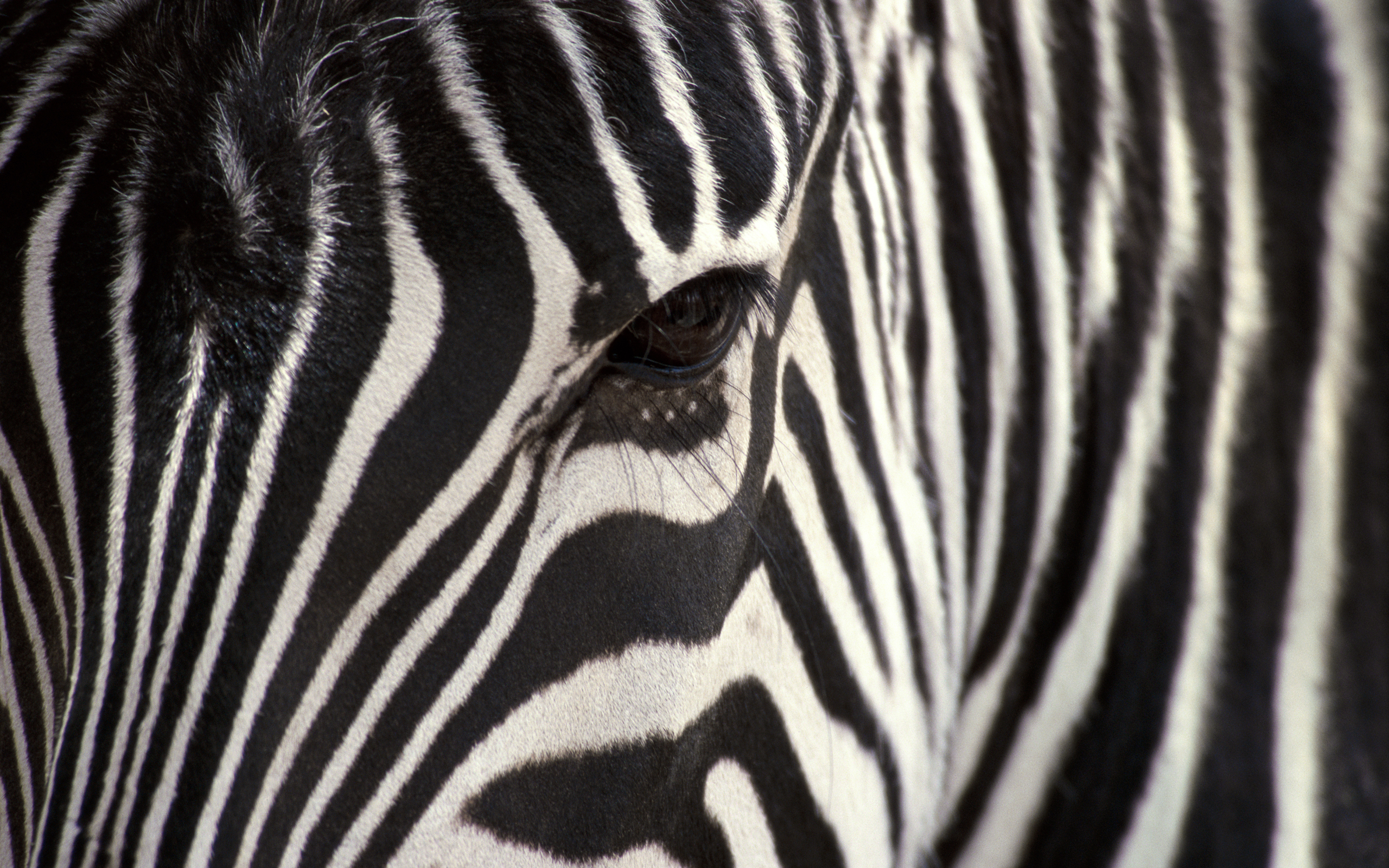 1076175 baixar imagens animais, zebra - papéis de parede e protetores de tela gratuitamente