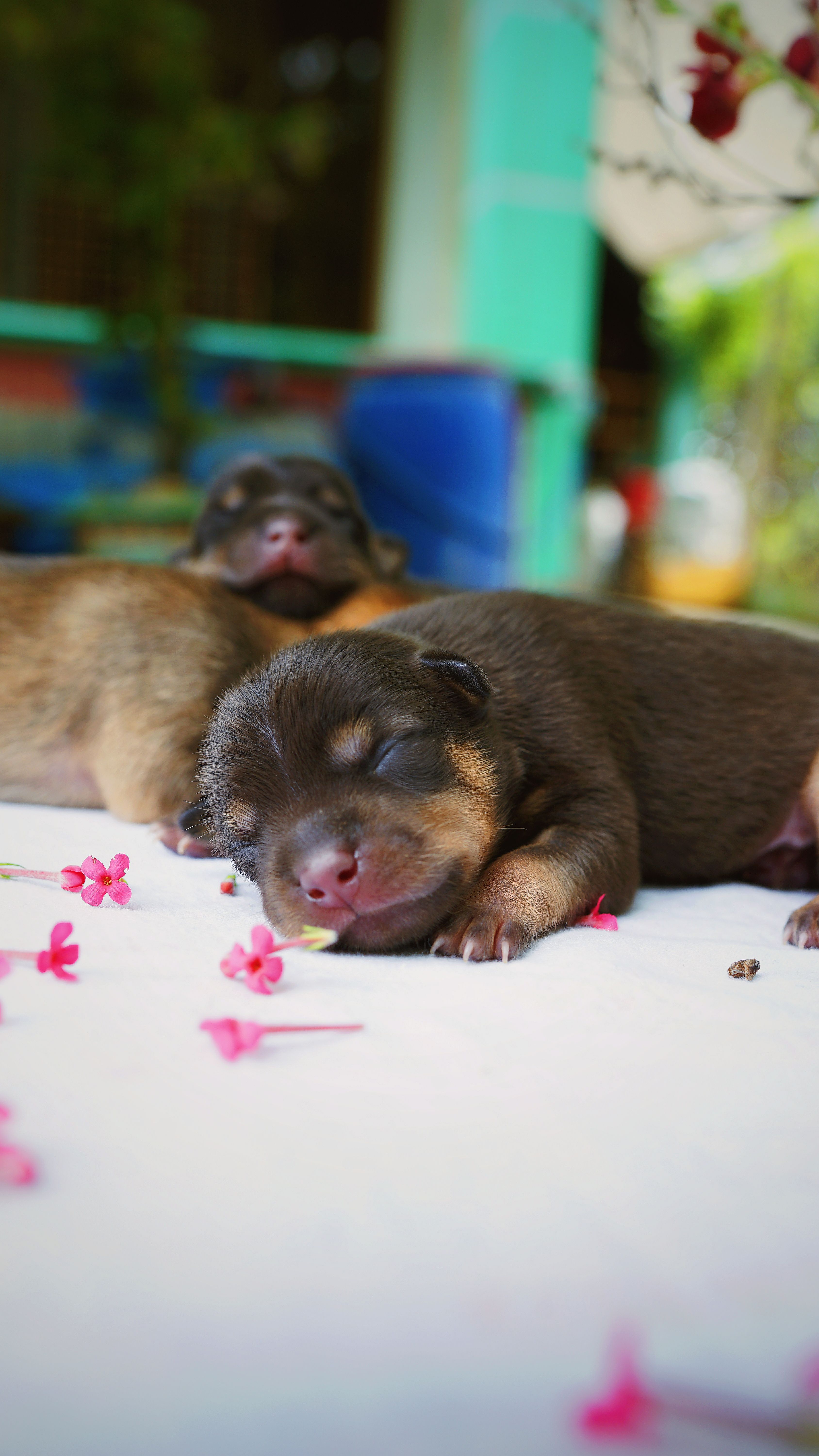 Download mobile wallpaper Asleep, Animals, Dog, Nice, Sweetheart, Sleeping, Puppy for free.