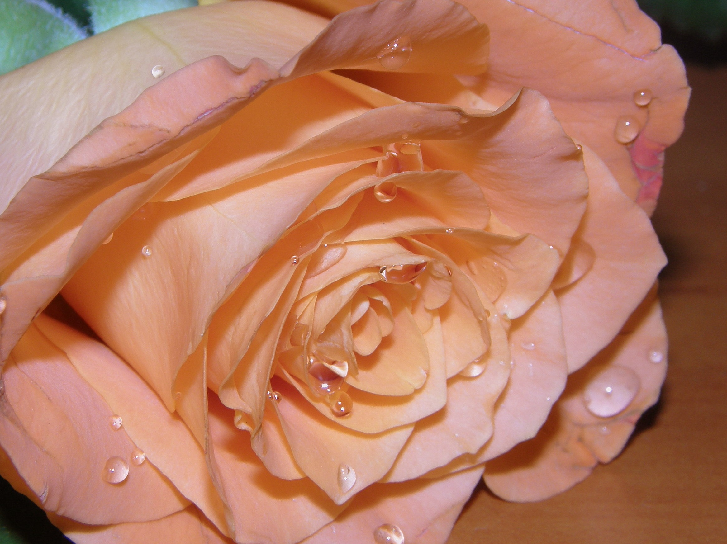 Download mobile wallpaper Petals, Bud, Rose, Drops, Rose Flower, Macro for free.