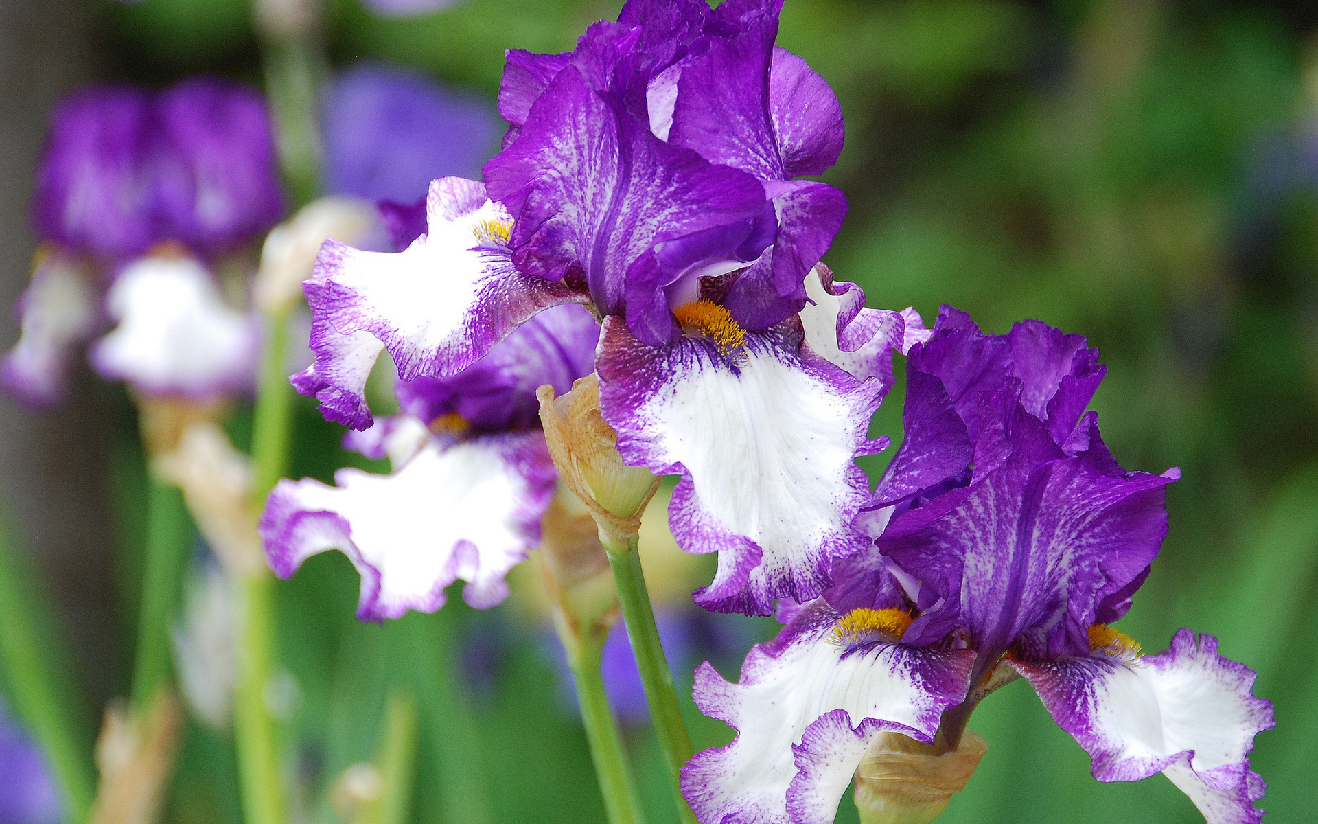 iris, earth, flower, purple flower, flowers