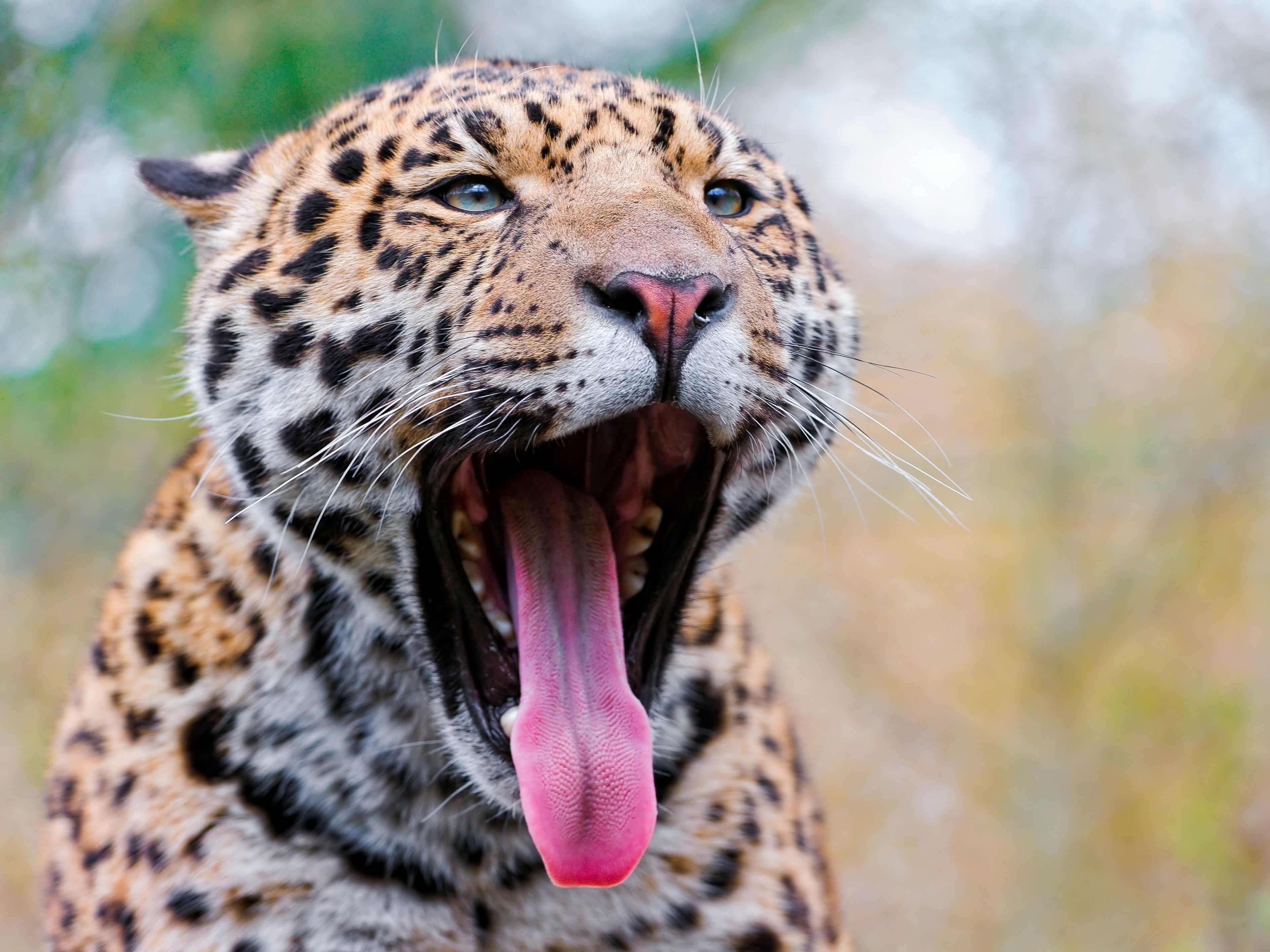Mobile wallpaper animals, jaguar, grin, muzzle, big cat, to fall, mouth, language, tongue