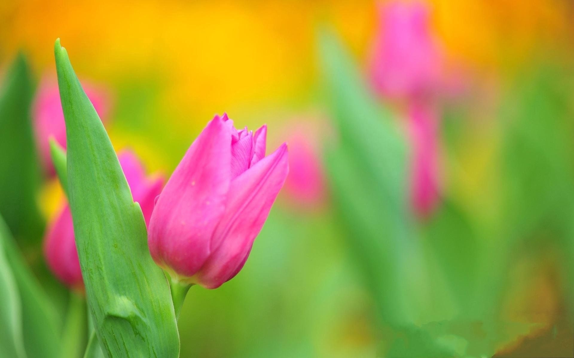 Download mobile wallpaper Flowers, Close Up, Greens, Flower, Tulips for free.