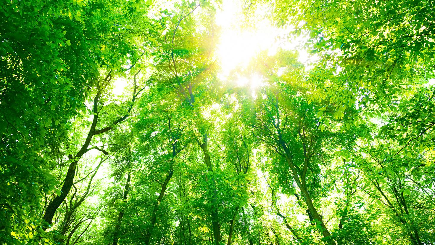 Лес деревья солнце