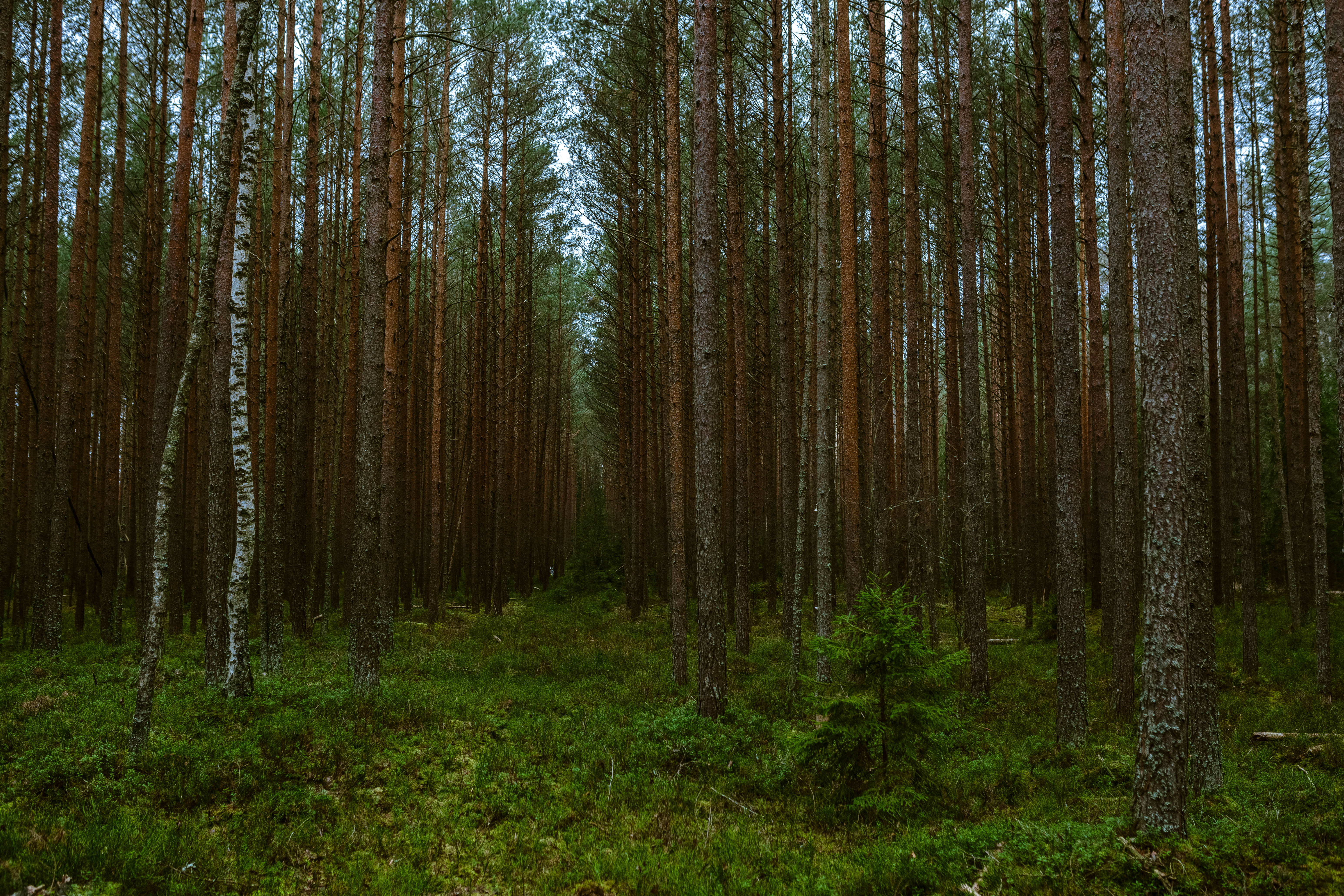 Сосновый лес Геншин