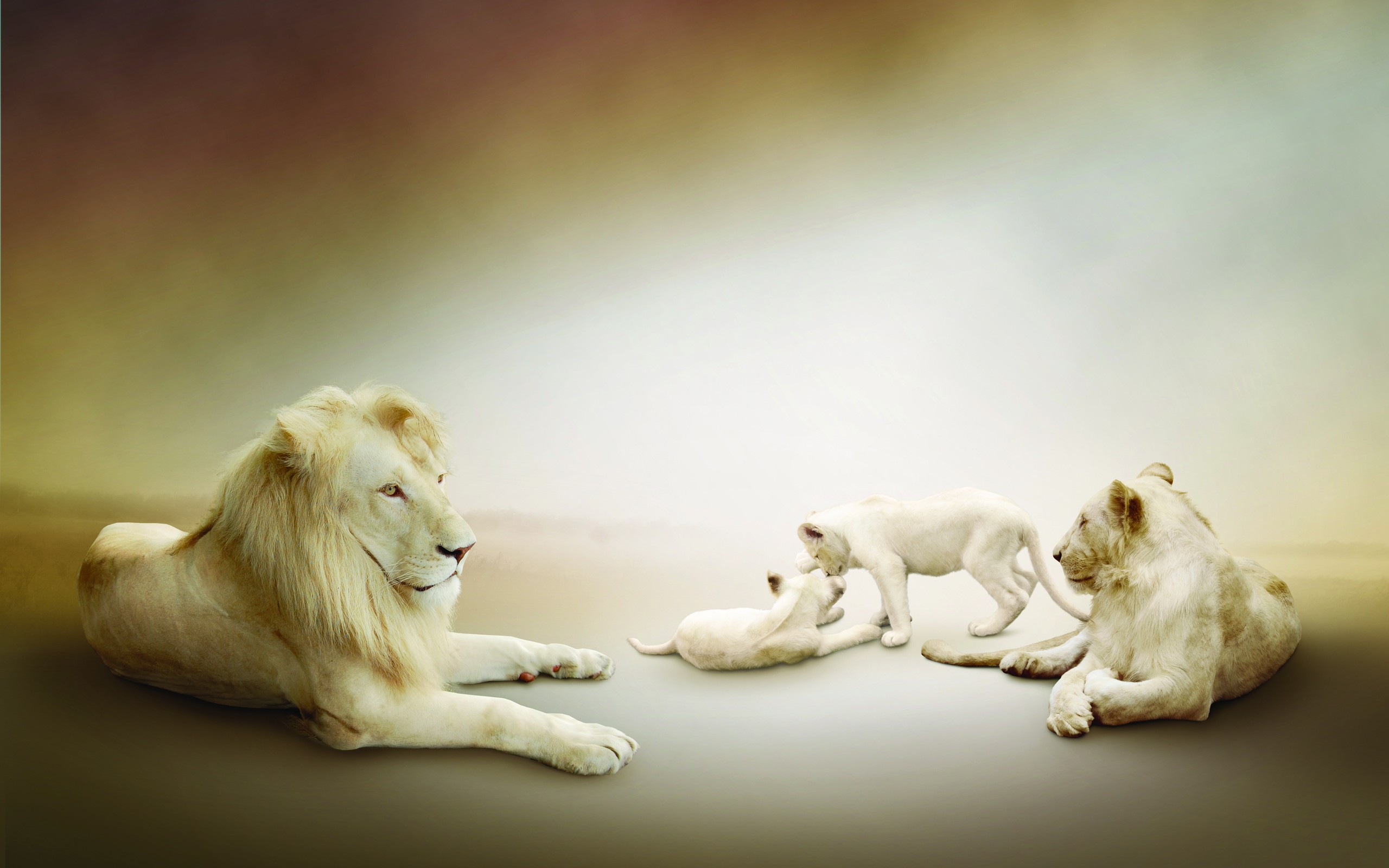 white lion, animal, cub, cute Full HD
