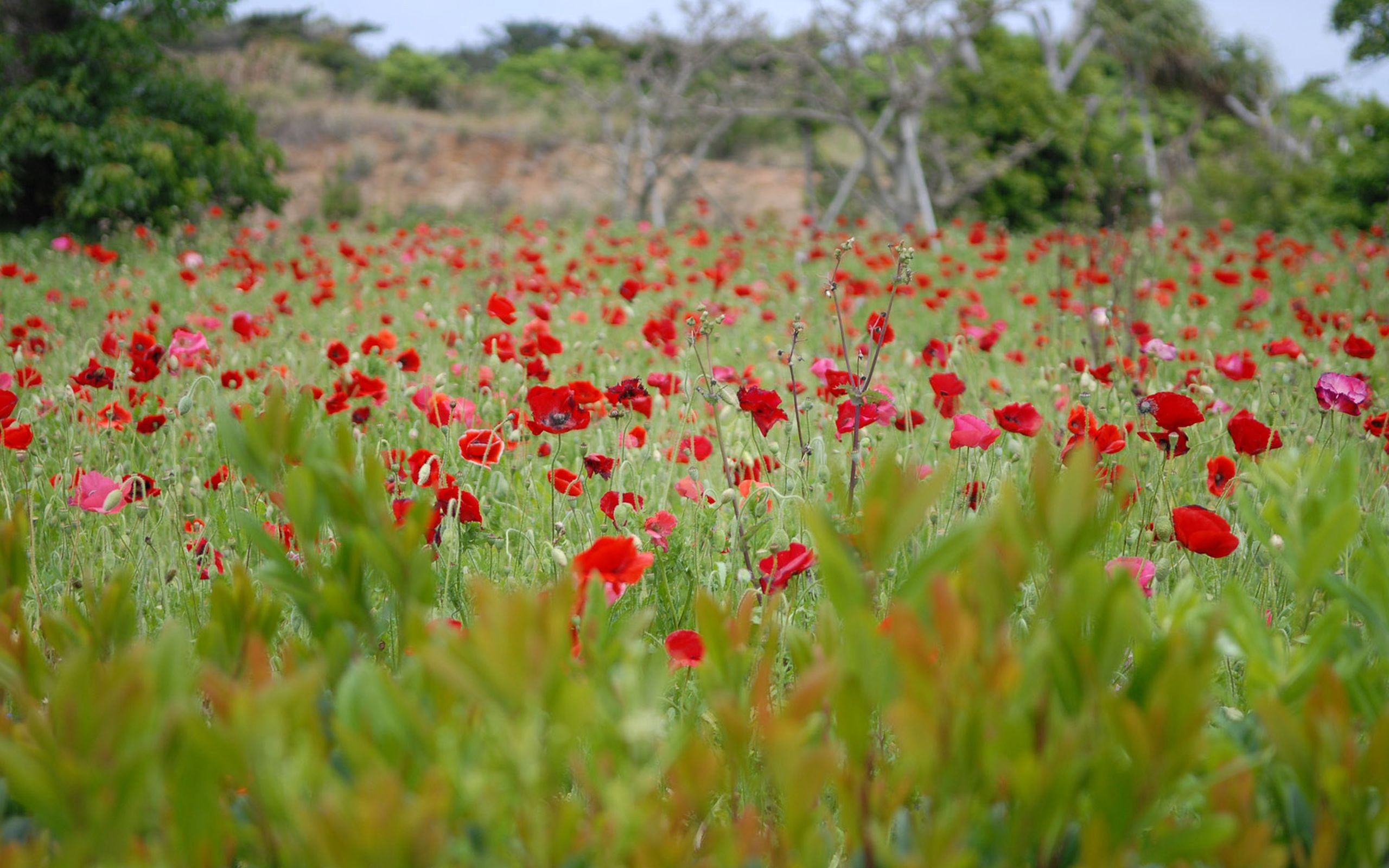 Free HD poppies, nature, flowers, grass, field