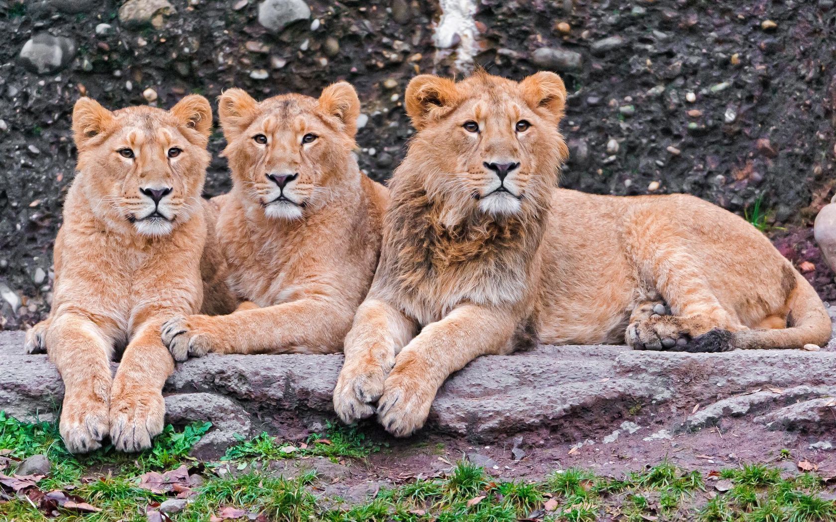 91605 скачать обои львы, семья, животные, лежать, хищники - заставки и картинки бесплатно