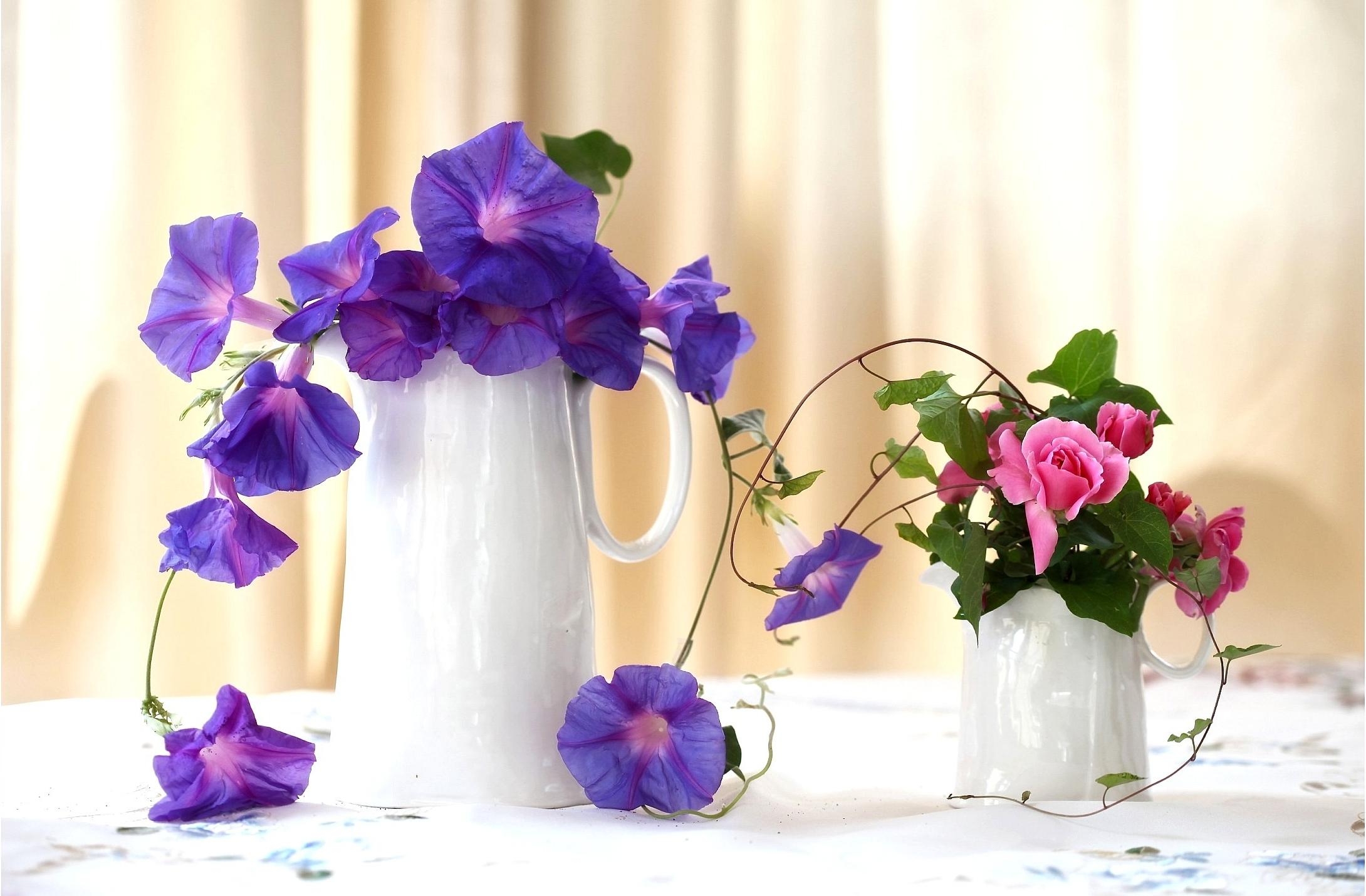morning glory, handsomely, roses, flowers, composition, it's beautiful, jugs, ipme