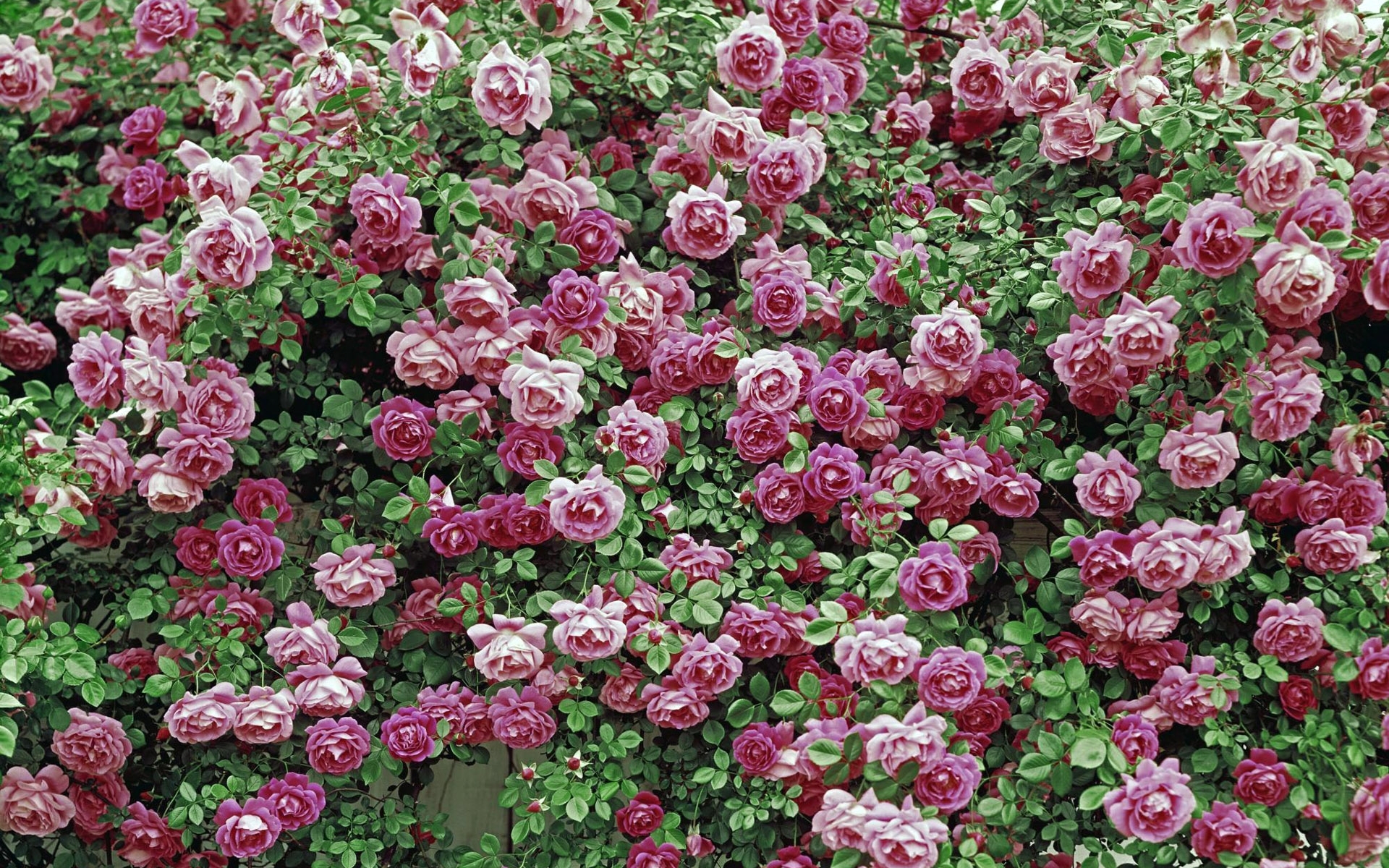 Handy-Wallpaper Blumen, Roses, Hintergrund, Pflanzen kostenlos herunterladen.