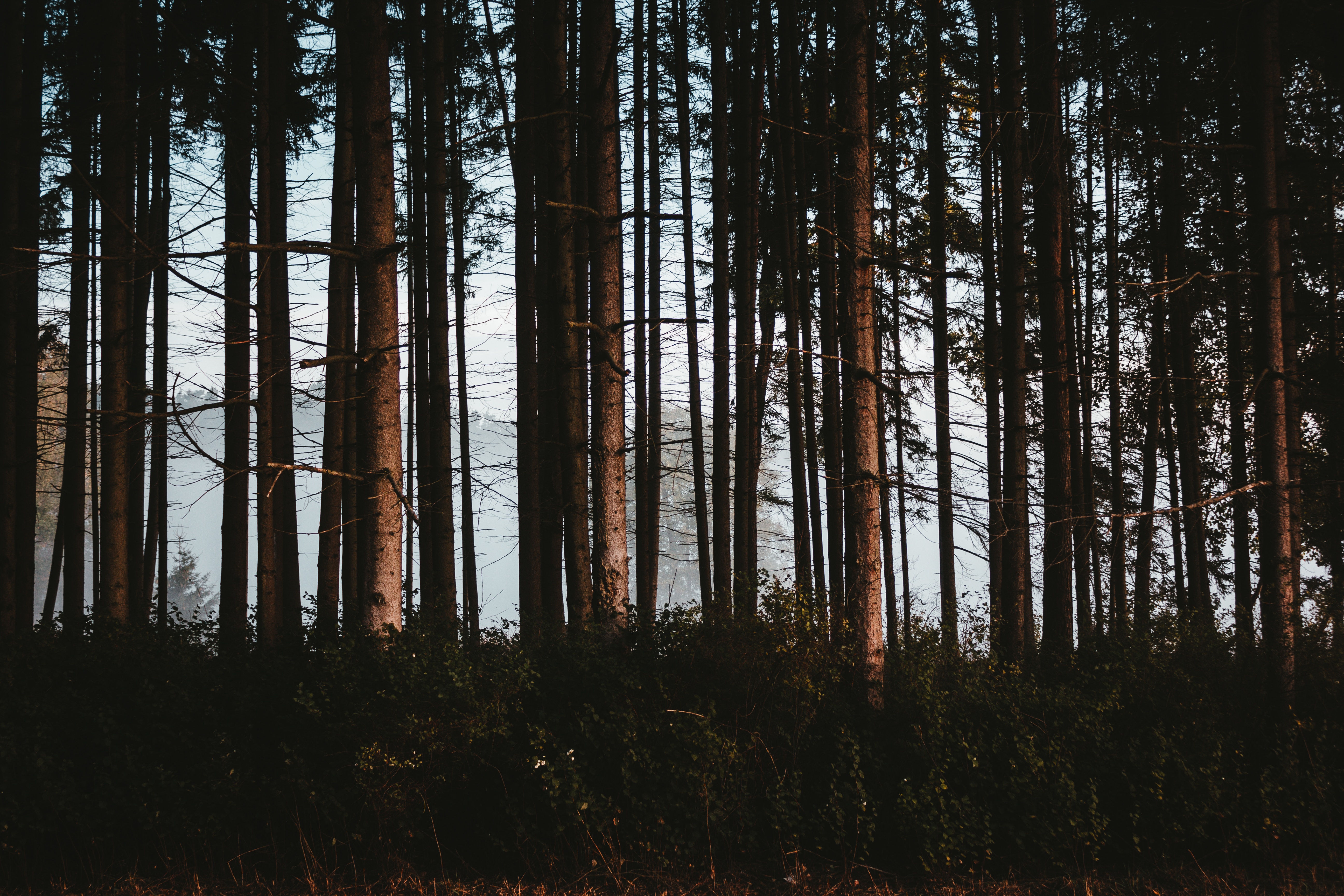 nature, trees, forest, fog, trunks mobile wallpaper
