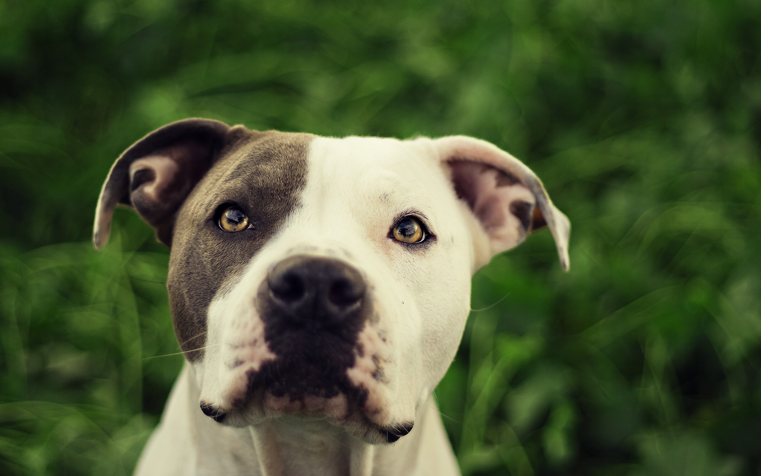 297111 descargar fondo de pantalla animales, pitbull, perros: protectores de pantalla e imágenes gratis