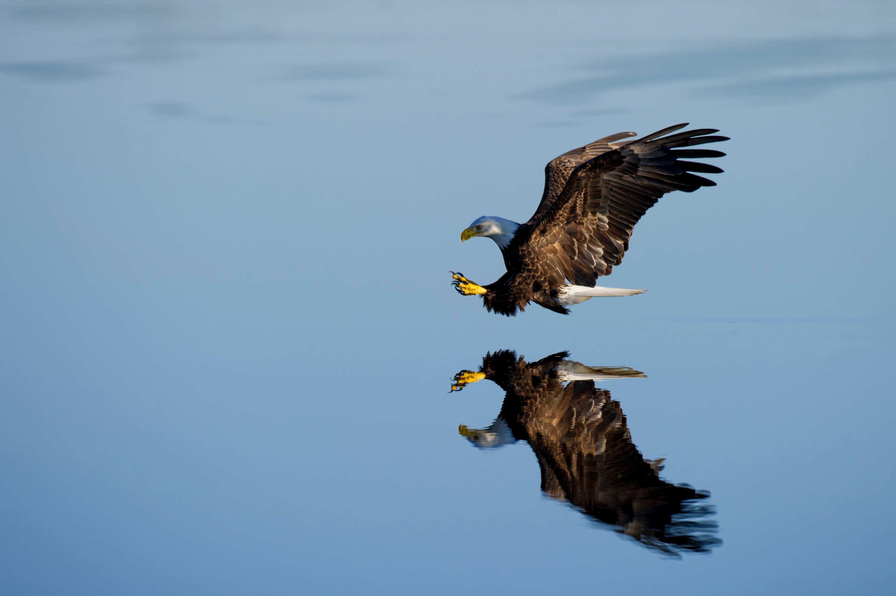 Laden Sie das Reflexion, Vogel, Flug, Wasser, Adler, Tiere-Bild kostenlos auf Ihren PC-Desktop herunter