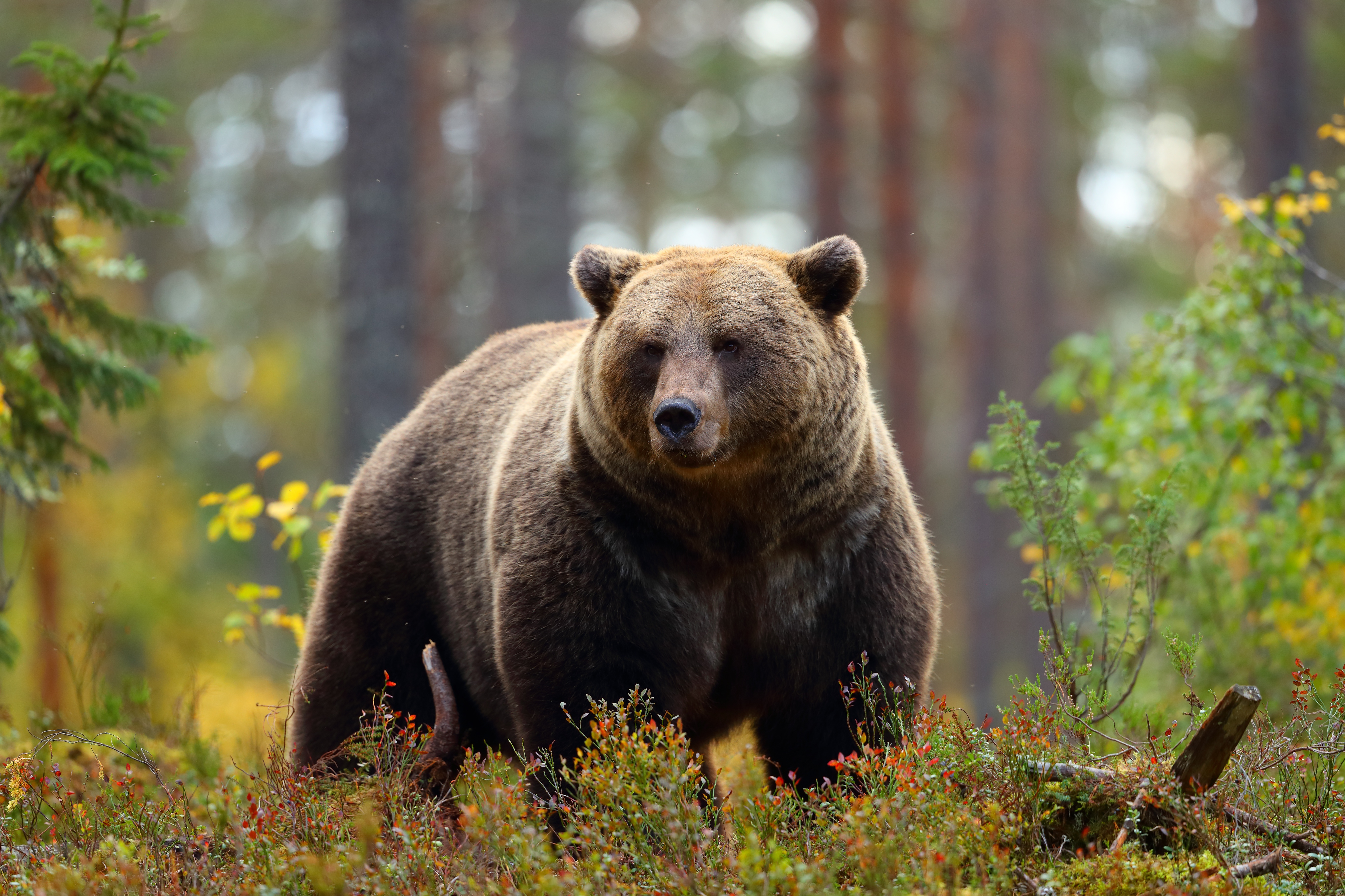 Медведь питается в лесу
