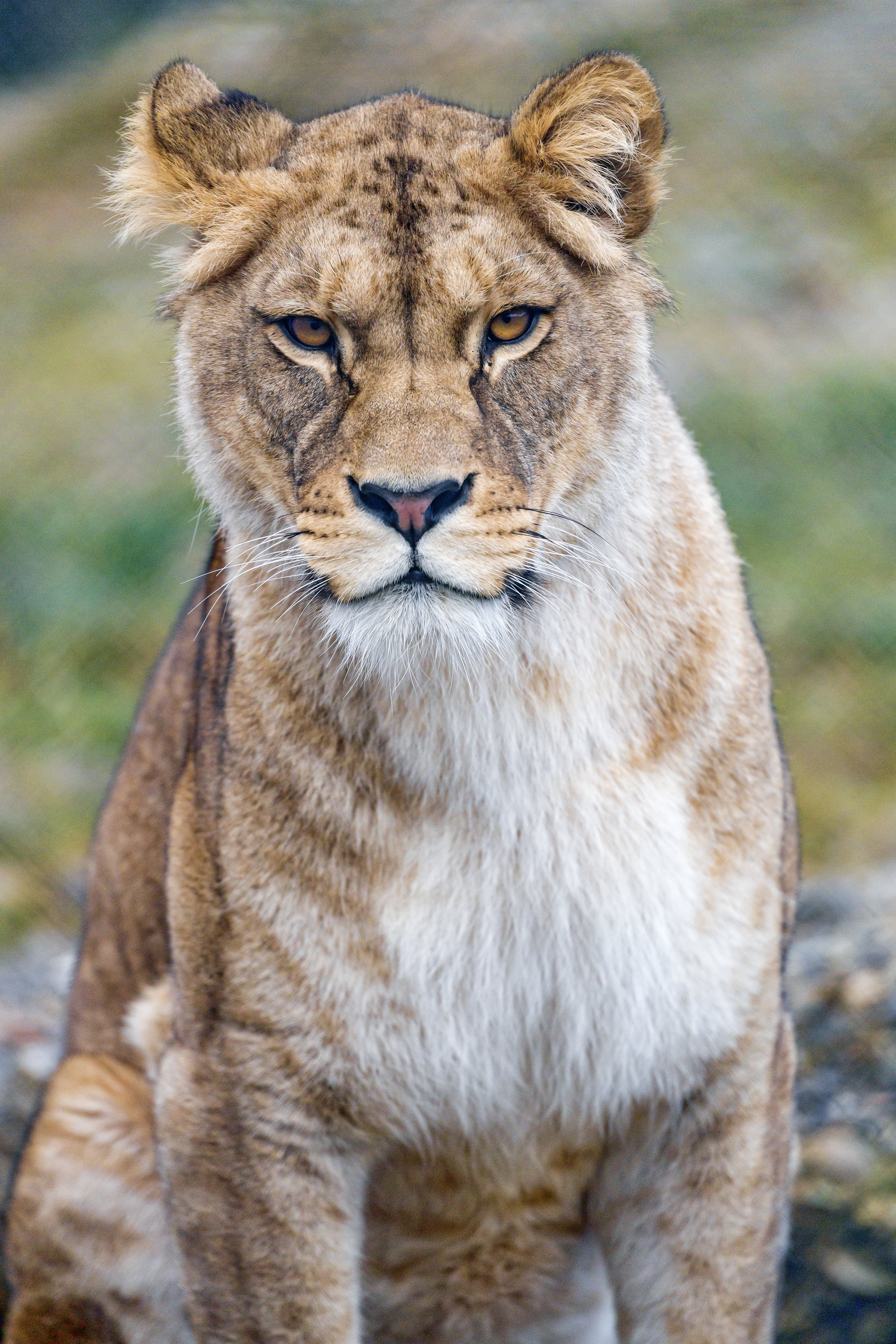 Download mobile wallpaper Sight, Opinion, Animals, Predator, Big Cat, Lioness for free.