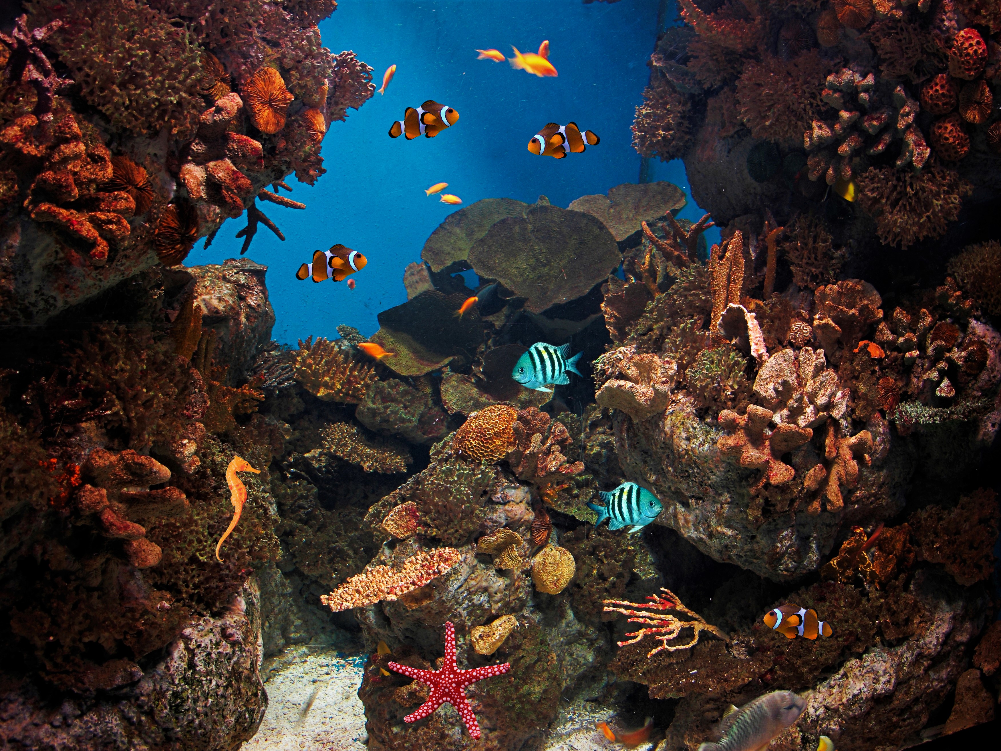 429778 Hintergrundbild herunterladen koralle, fische, tiere, fisch, clownfisch, seestern, unterwasser - Bildschirmschoner und Bilder kostenlos