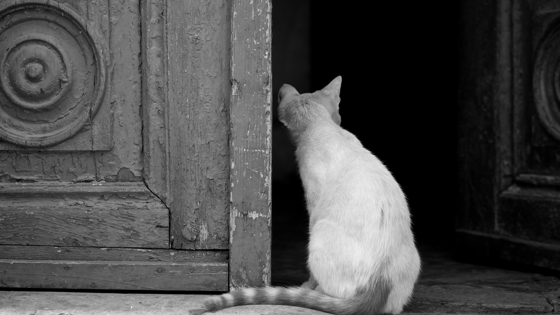 Выйти в окно песня. Дверь для кота. Котенок на пороге. Кот возле двери. Кот возле открытой двери.