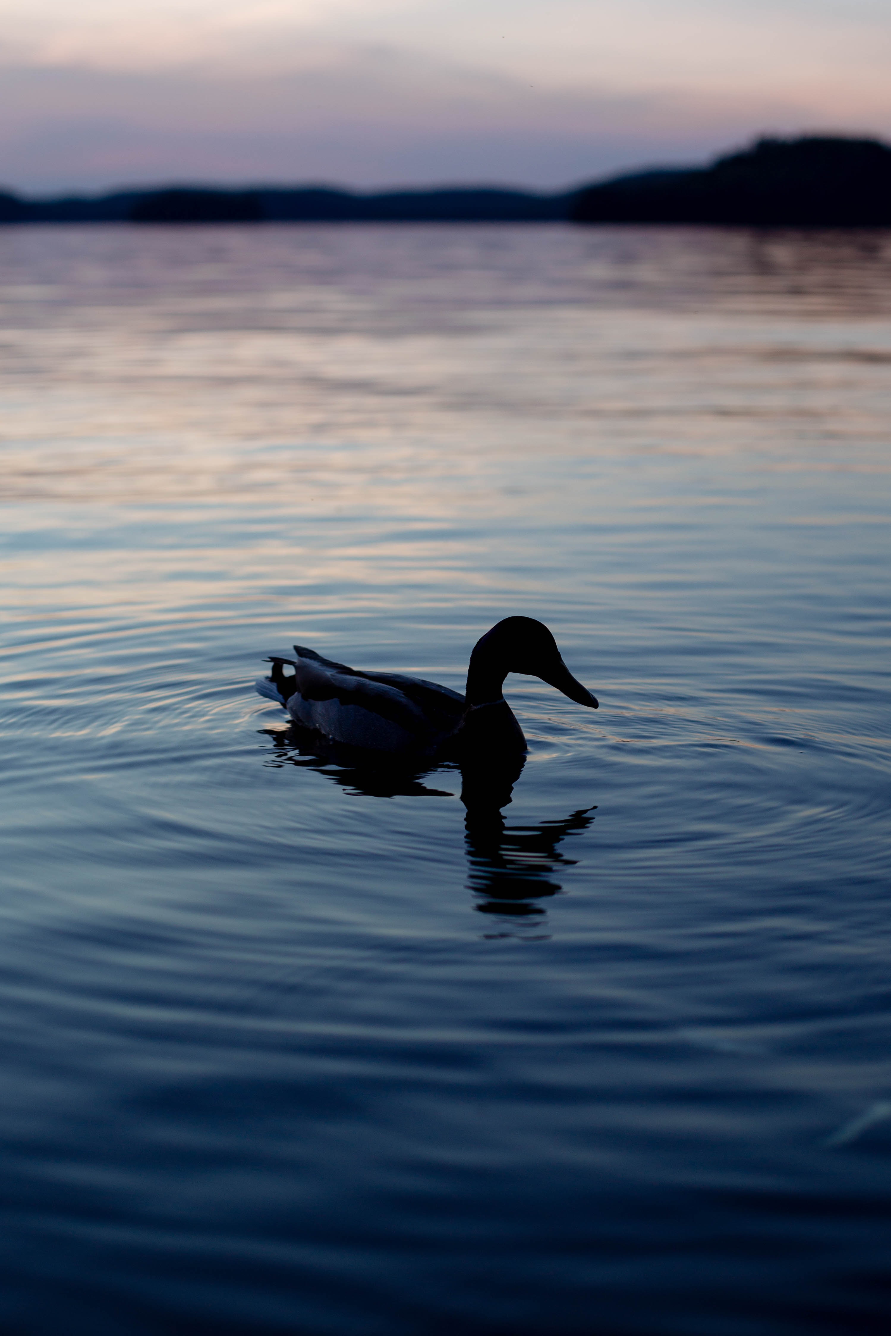 Download mobile wallpaper Evening, Lake, Silhouette, Duck, Dark for free.