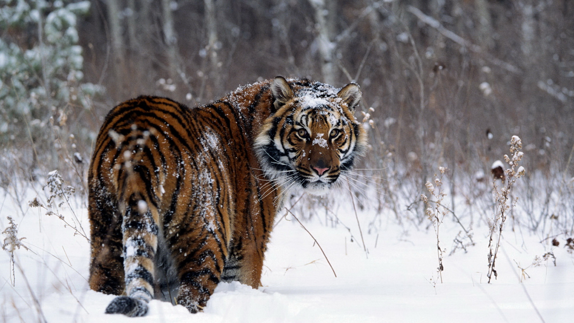 168319 Hintergrundbild herunterladen tiere, schnee, tiger, winter, katzen - Bildschirmschoner und Bilder kostenlos