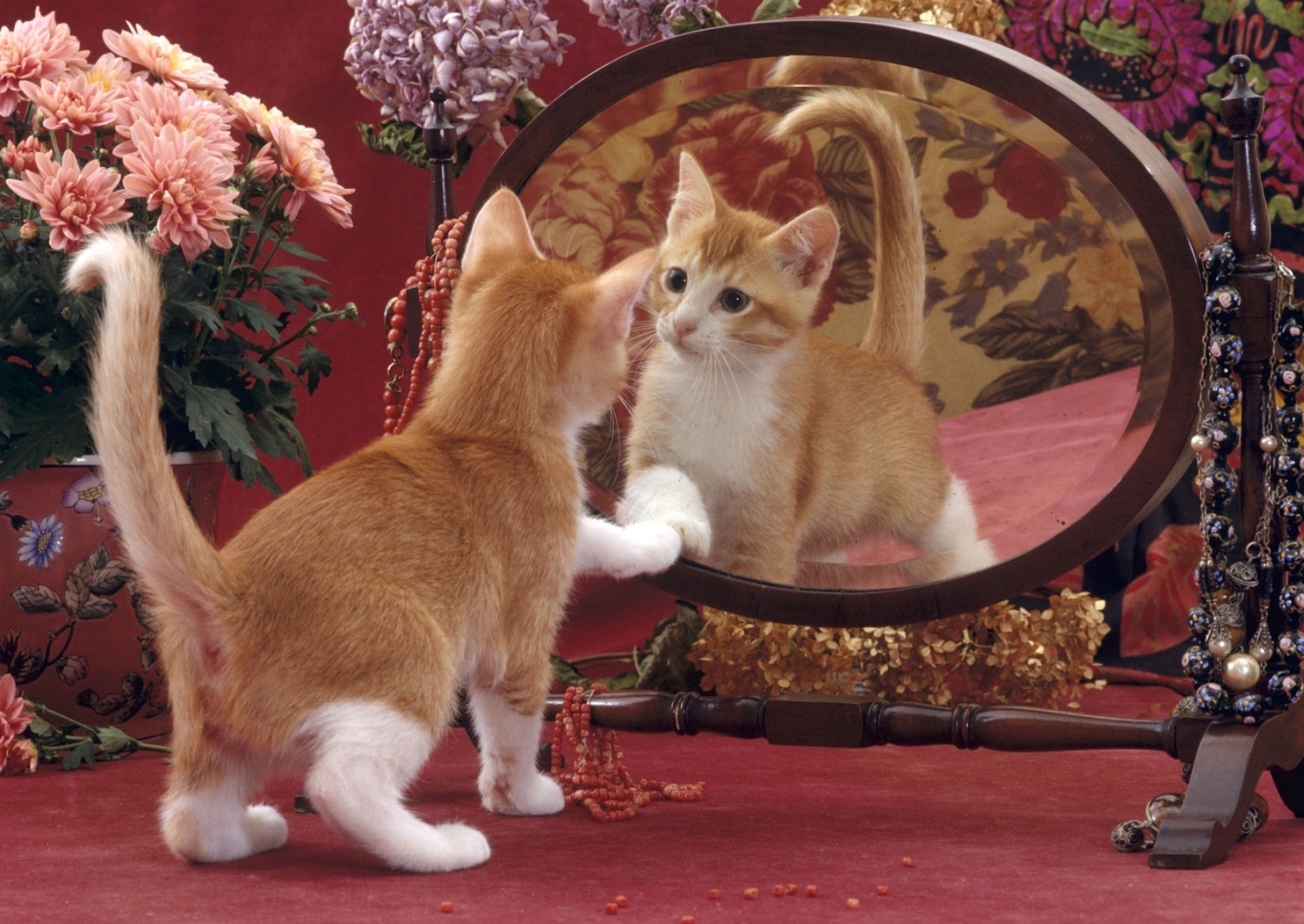 Кошка в зеркале