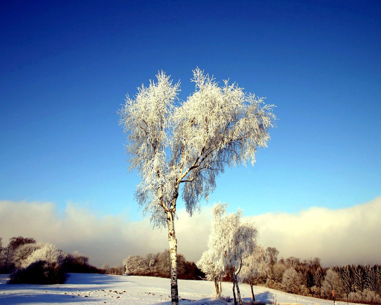 123360壁紙のダウンロード冬, 自然, 木, 雪, 木材, フィールド, 畑, 白樺, 樺-スクリーンセーバーと写真を無料で