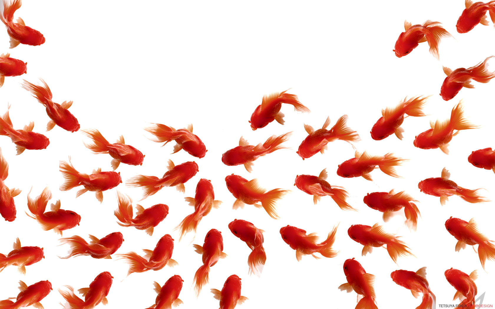 goldfish, animal, humor Smartphone Background