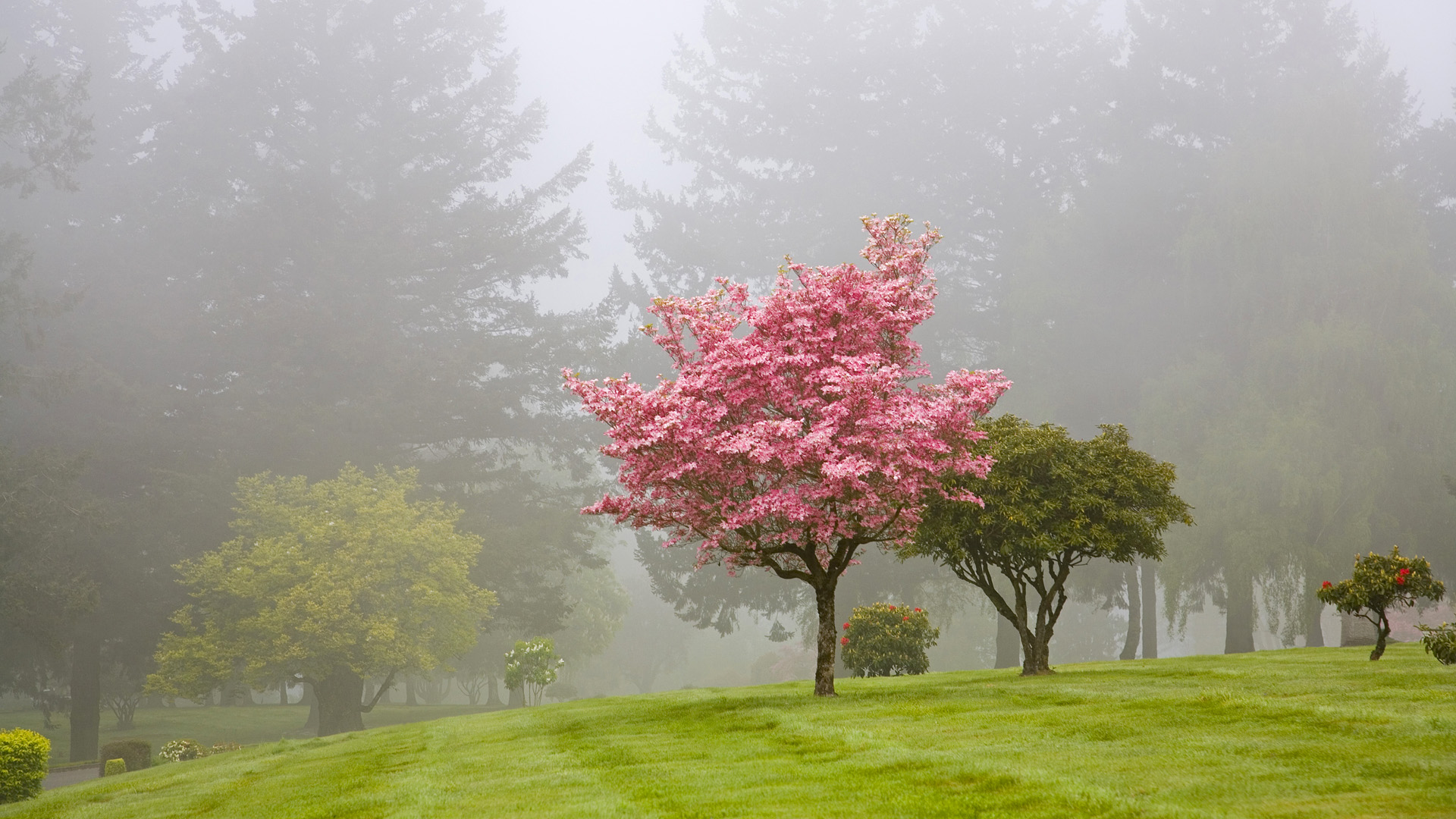 Цветущее дерево в тумане