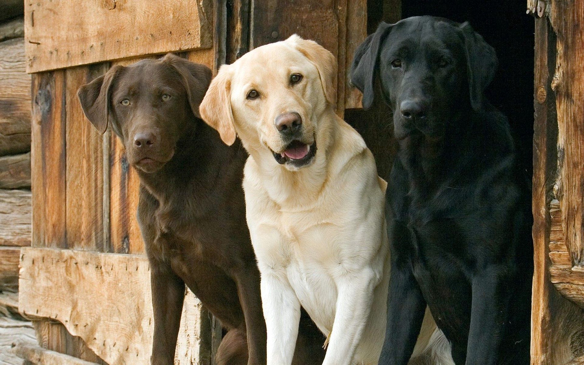 dogs, animals, beautiful, ears, three, expectation, waiting Free Stock Photo