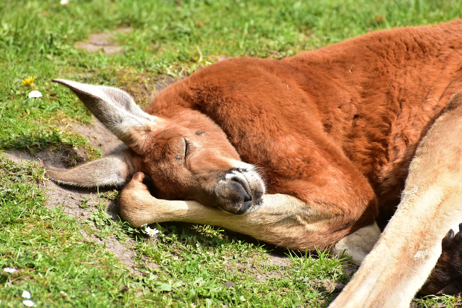 animal, red kangaroo, mammal, marsupial, sleeping