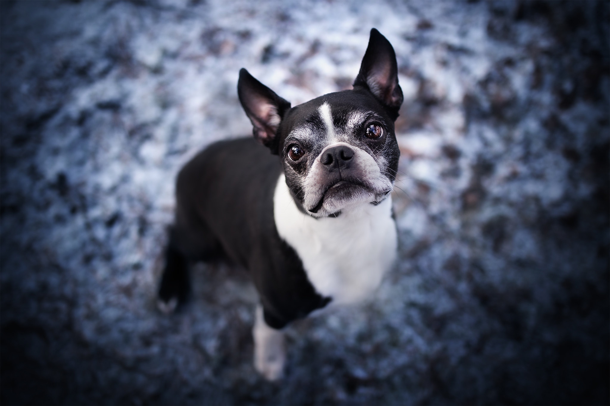 493059 Hintergrundbilder und Boston Terrier Bilder auf dem Desktop. Laden Sie  Bildschirmschoner kostenlos auf den PC herunter