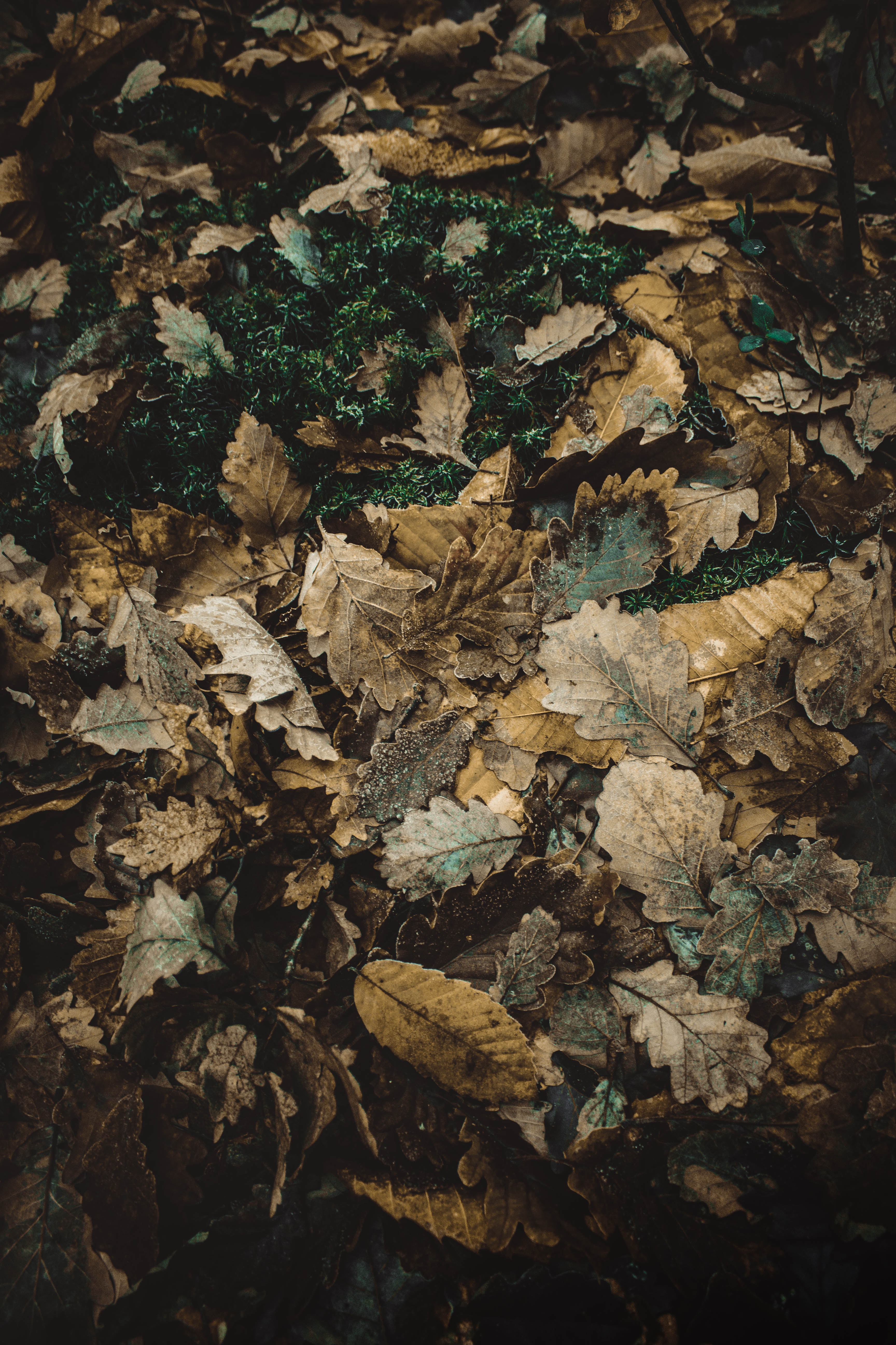 Download mobile wallpaper Oak, Autumn, Nature, Fallen, Foliage for free.